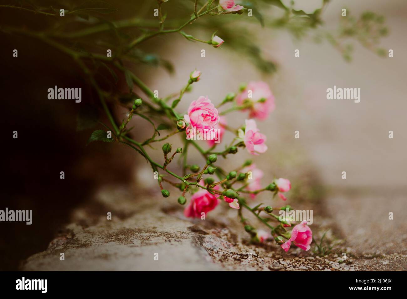 Beautiful pink rose flowers hi-res stock photography and images - Alamy
