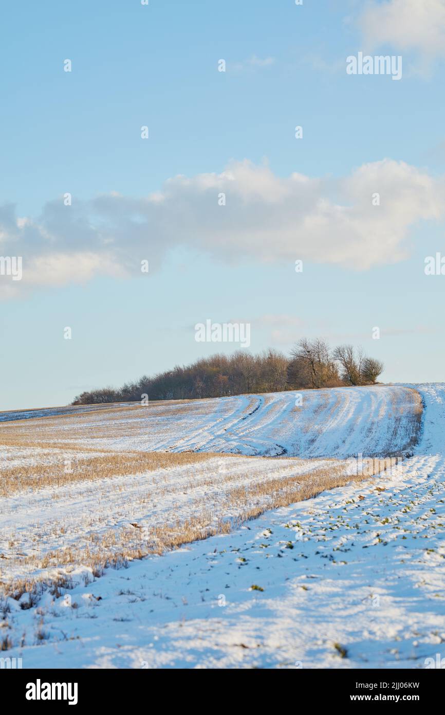 Winter landscape on a farm with trees in a row against a cloudy sky ...