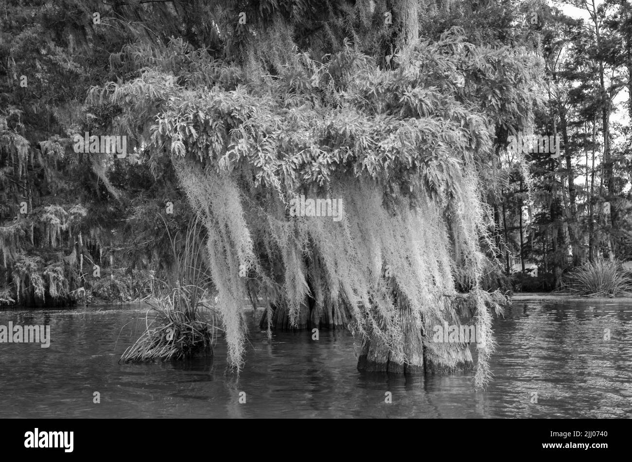 A b&w artsy photograph showing Spanish moss hanging from a Cyprus tree on Merritt's Mill Pond, Marianna, Florida, USA Stock Photo