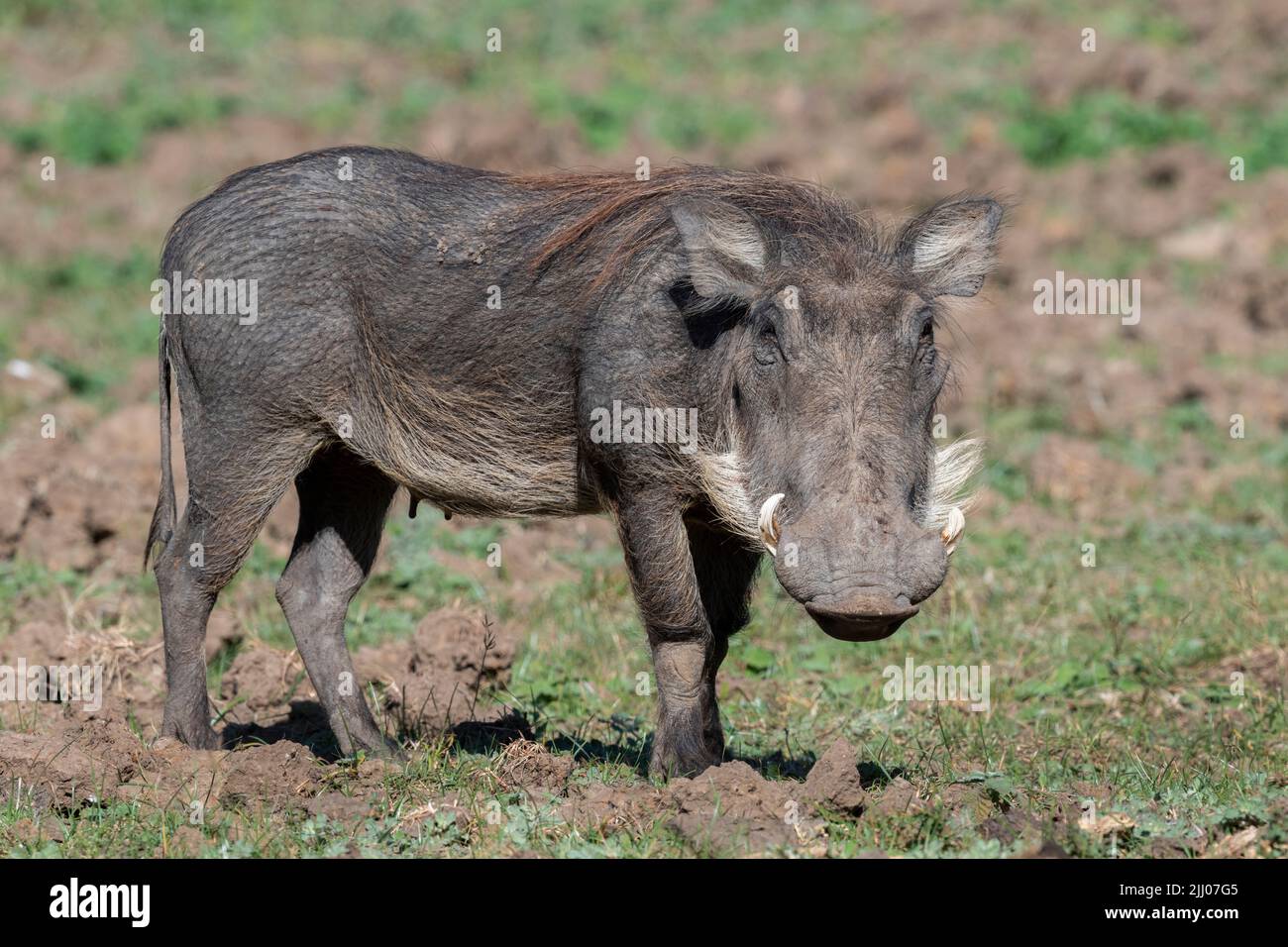 Zambia, South Luangwa National Park. Warthog (WILD: Phacochoerus africanus) female. Stock Photo
