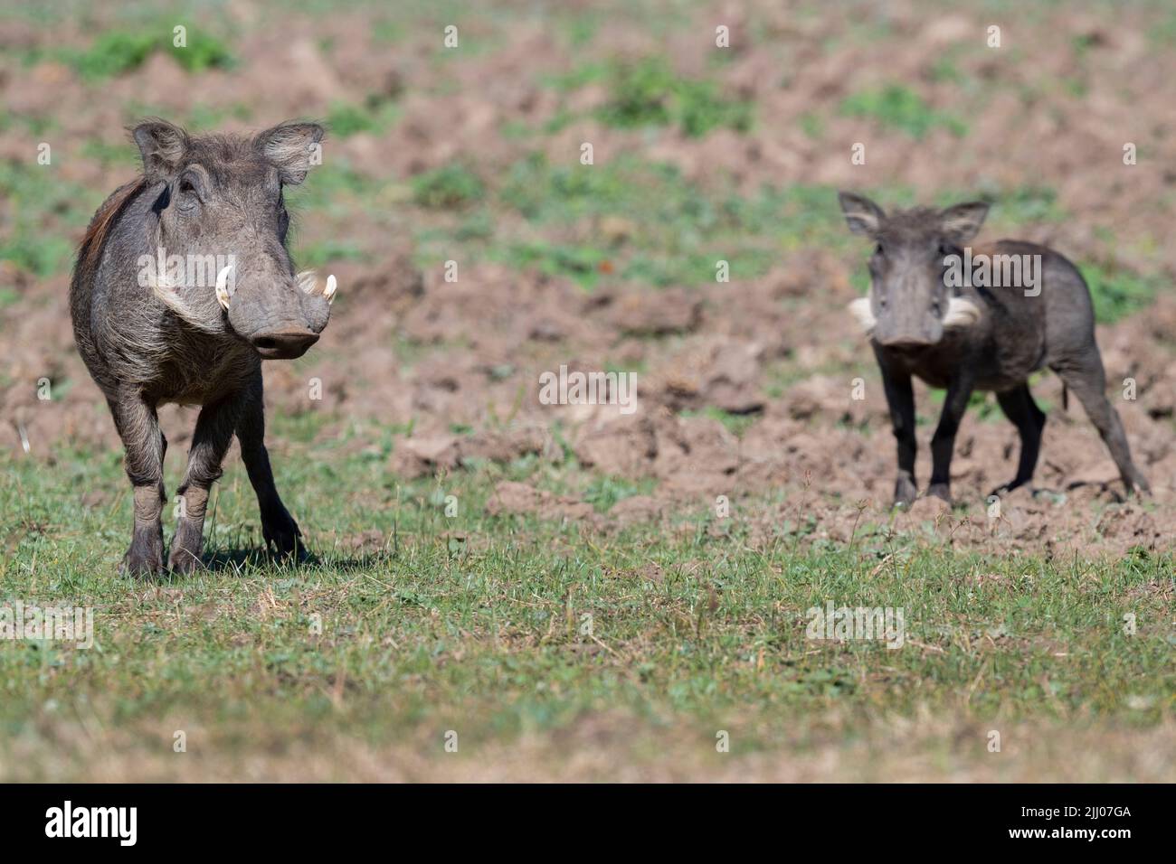 Zambia, South Luangwa National Park. Warthogs (WILD: Phacochoerus africanus) female with young wortlet. Stock Photo
