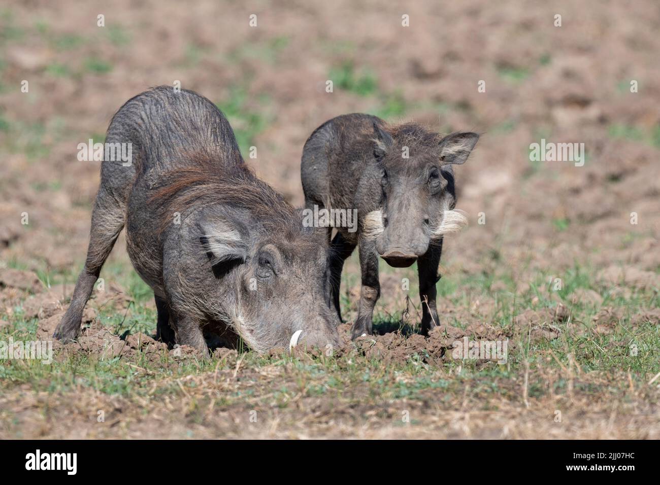 Zambia, South Luangwa National Park. Warthogs (WILD: Phacochoerus africanus) female with young wortlet. Stock Photo