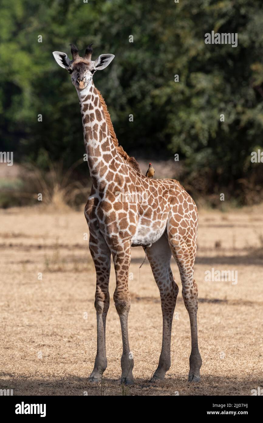 Zambia, South Luangwa National Park. Baby Thornicroft's giraffe with red-billed oxpecker (WILD: Giraffa camelopardalis thornicrofti) endemic. Stock Photo