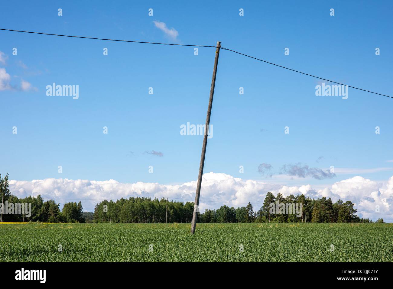 Tilted old wooden utility pole or electric pole in the middle of a oat field in rural countryside of Orivesi, Finland Stock Photo