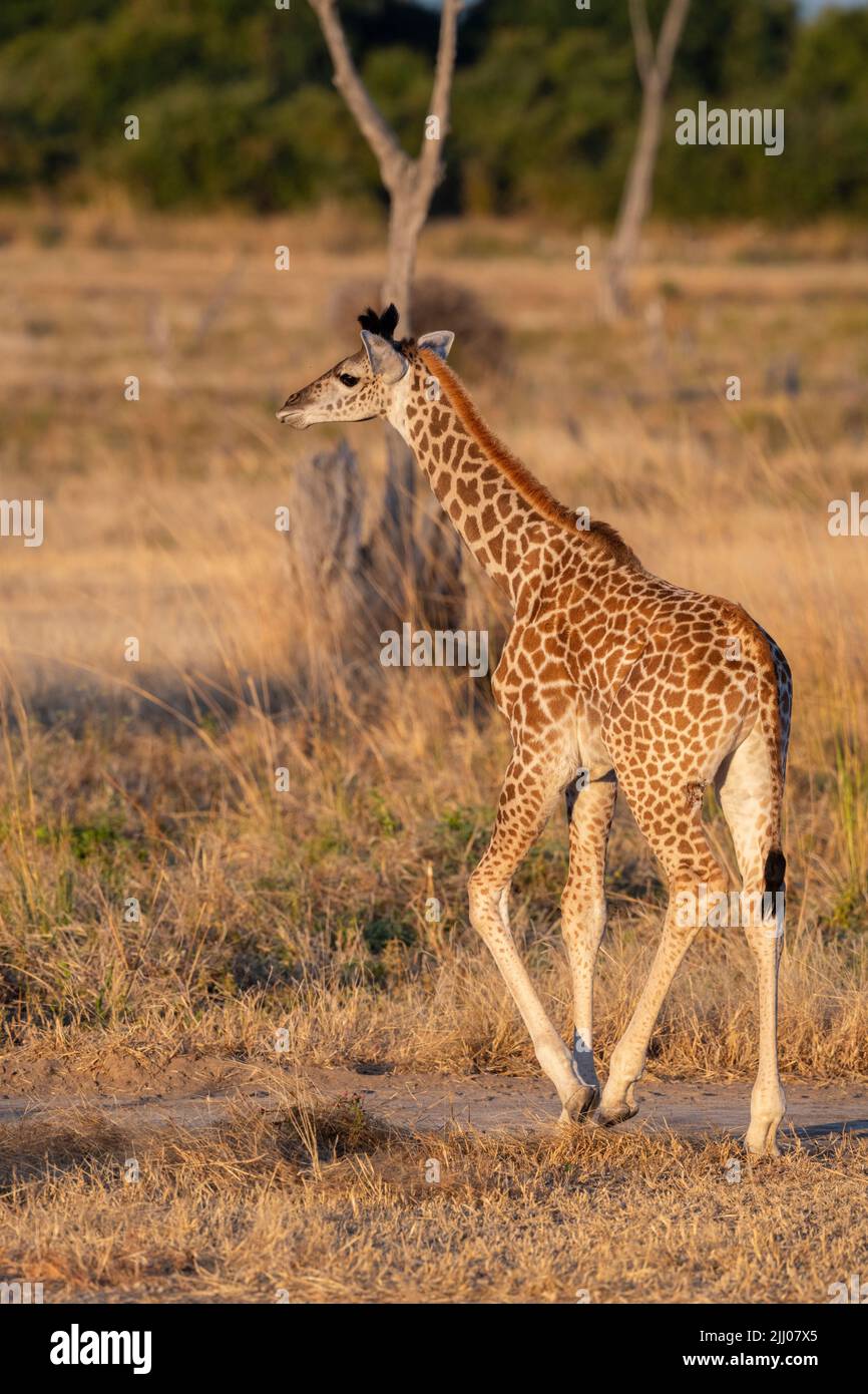 Zambia, South Luangwa National Park. Baby Thornicroft's giraffe (WILD: Giraffa camelopardalis thornicrofti) endemic to Luangwa. Endangered species. Stock Photo