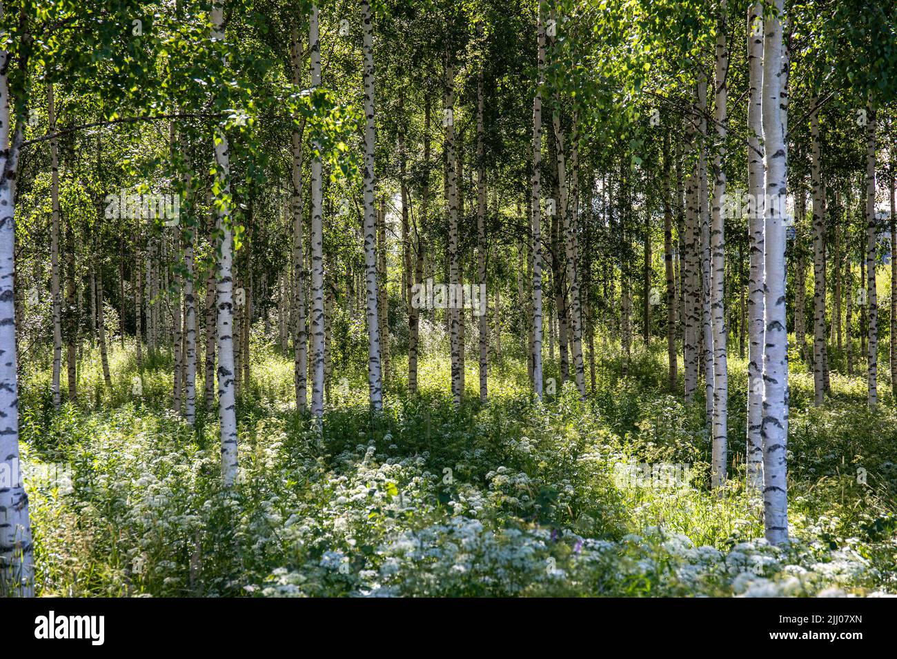 Young birch forest in Orivesi, Finland Stock Photo
