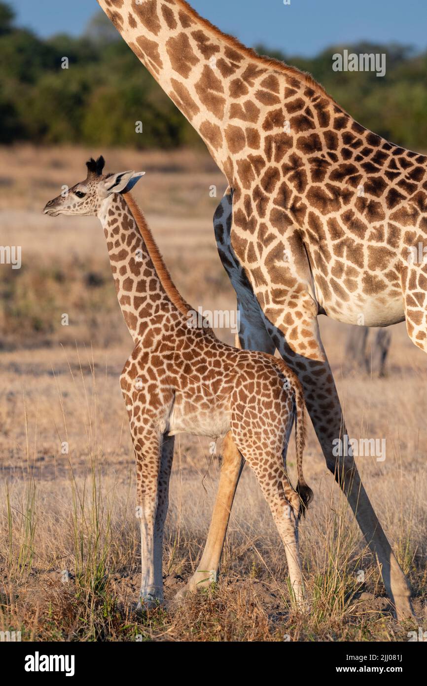 Zambia, South Luangwa National Park. Baby and mother Thornicroft's giraffe (WILD: Giraffa camelopardalis thornicrofti) endemic to Luangwa. Endangered Stock Photo