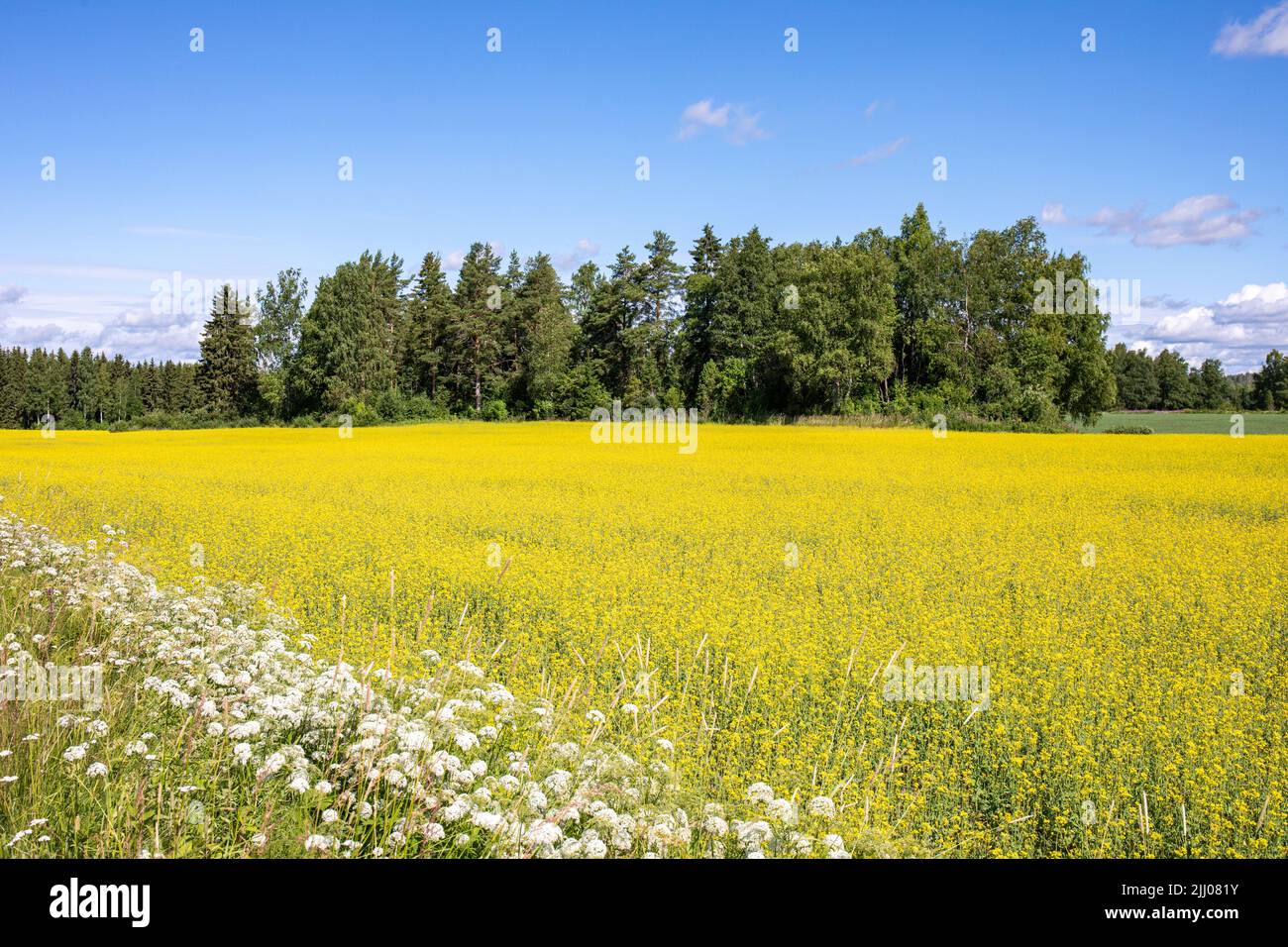 Yellow canola field in Orivesi, Finland Stock Photo