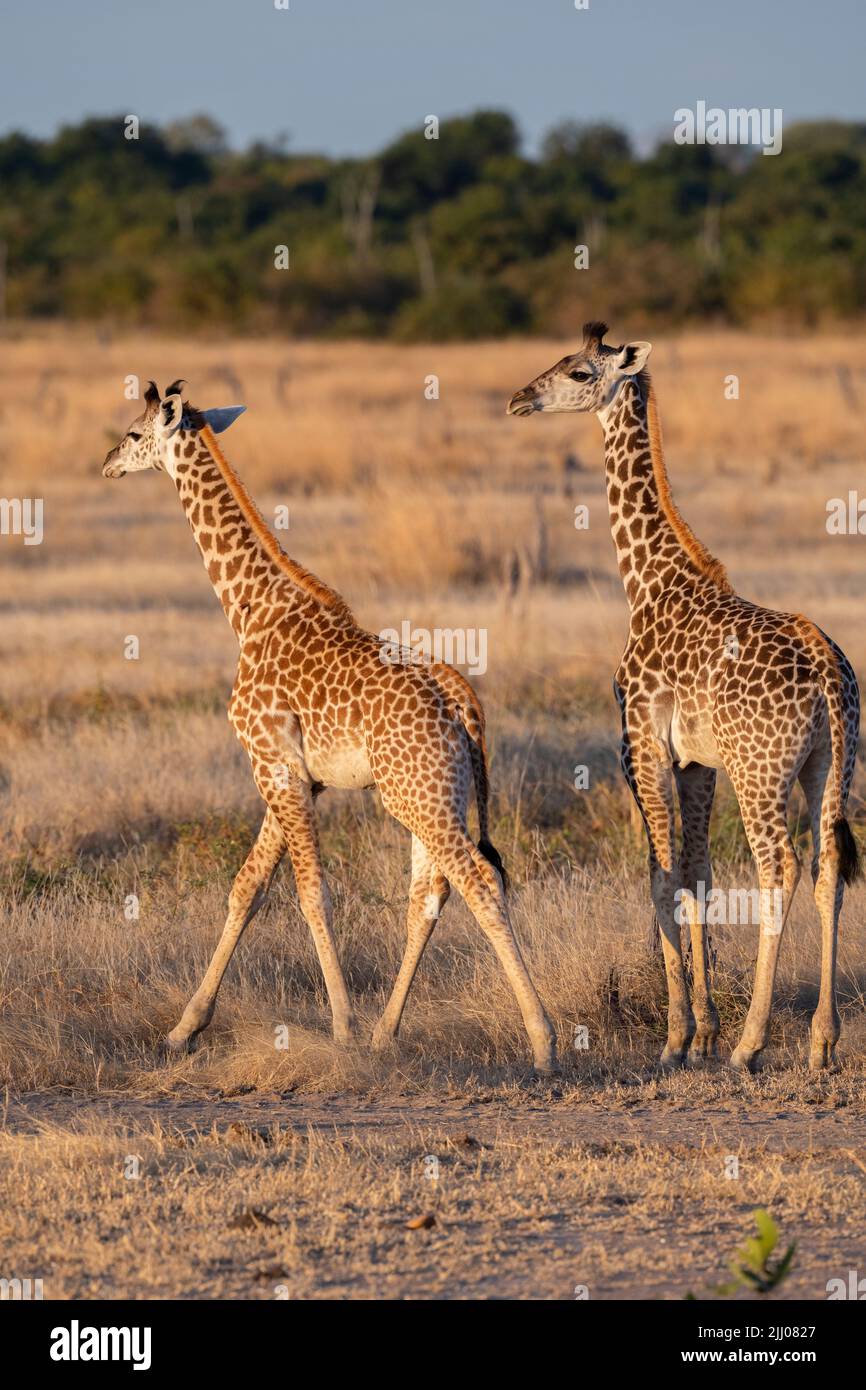 Zambia, South Luangwa National Park. Baby Thornicroft's giraffe (WILD: Giraffa camelopardalis thornicrofti) endemic to Luangwa. Endangered species. Stock Photo