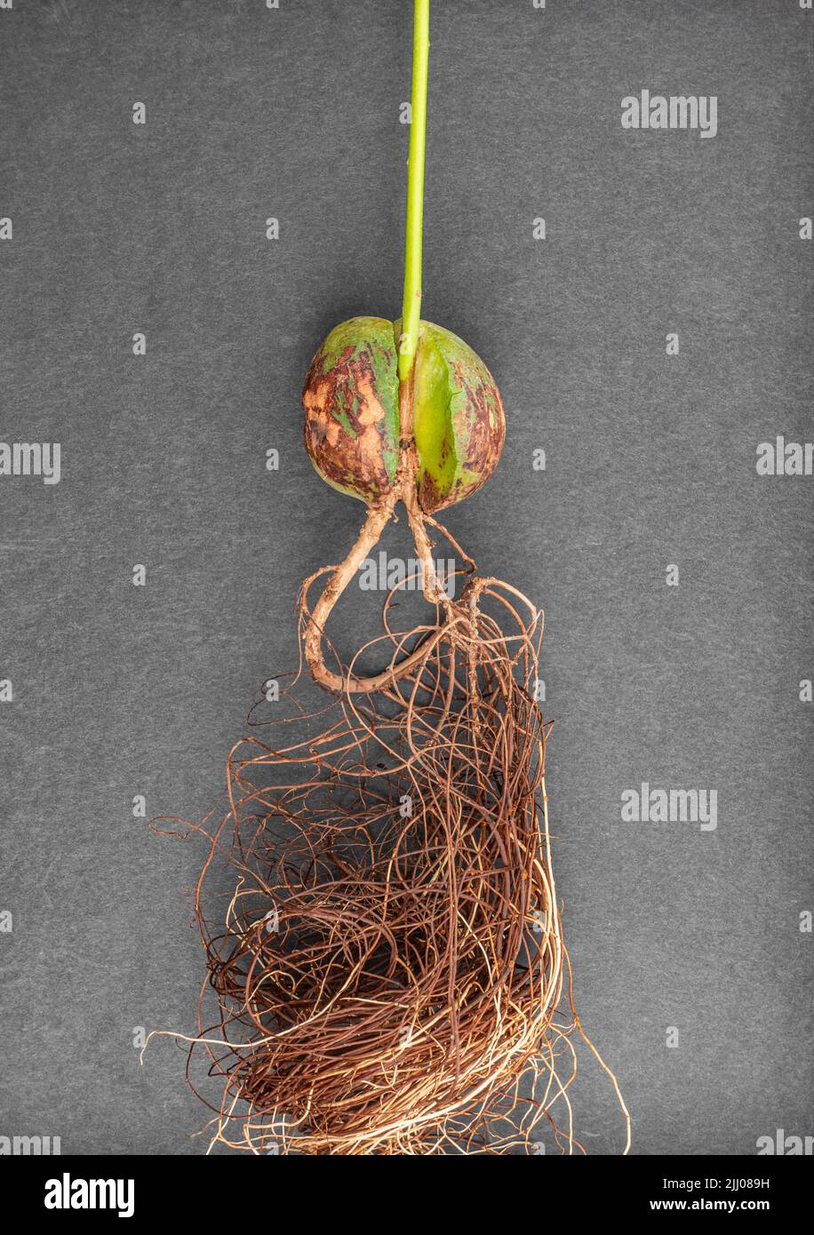 Avocado stone and roots from stone grown in water. Sustainable living, sustainable lifestyle concept Stock Photo