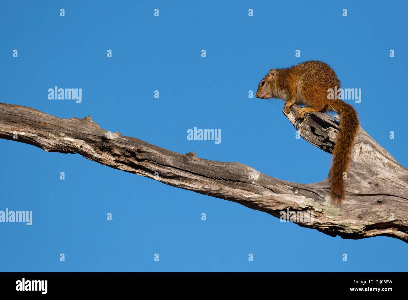 Zambia, South Luangwa National Park. Sun squirrel on tree branch (Heliosciurus) Stock Photo