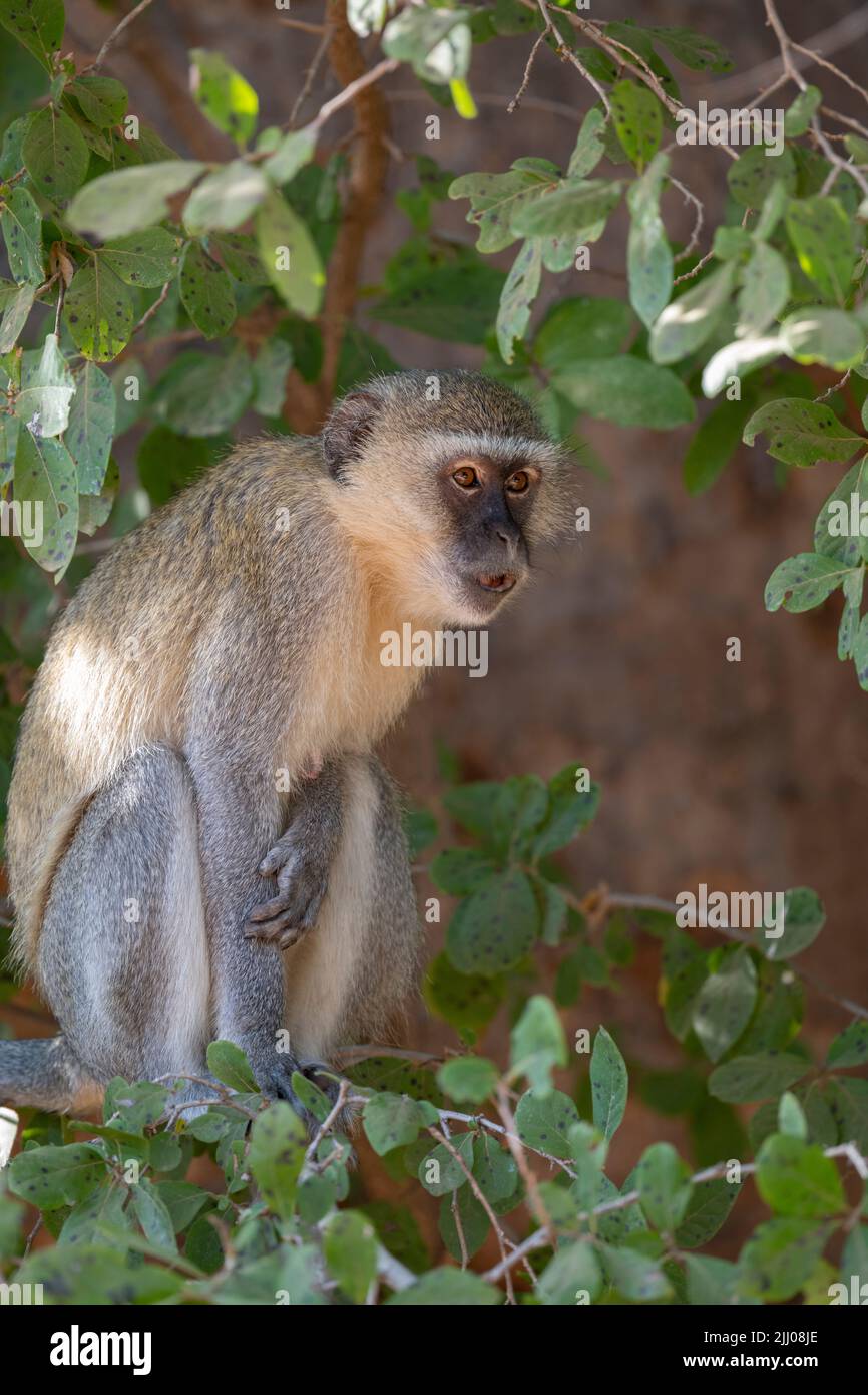 Zambia, South Luangwa National Park. Vervet monkey (WILD: Chlorocebus pygerythrus) Stock Photo
