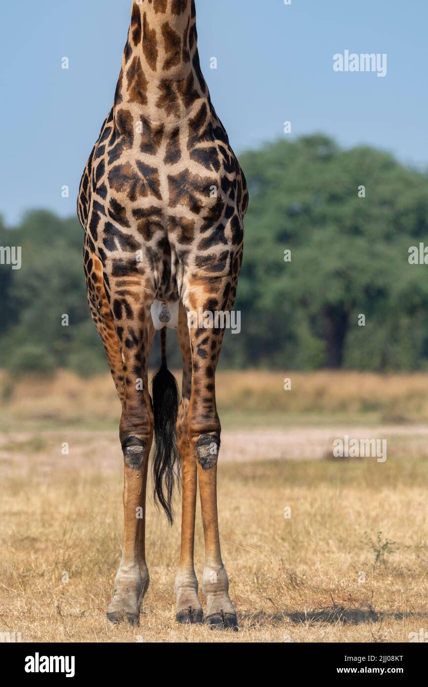 Zambia, South Luangwa National Park. Thornicroft's giraffe, leg detail (WILD: Giraffa camelopardalis thornicrofti) endemic to Luangwa. endangered Stock Photo