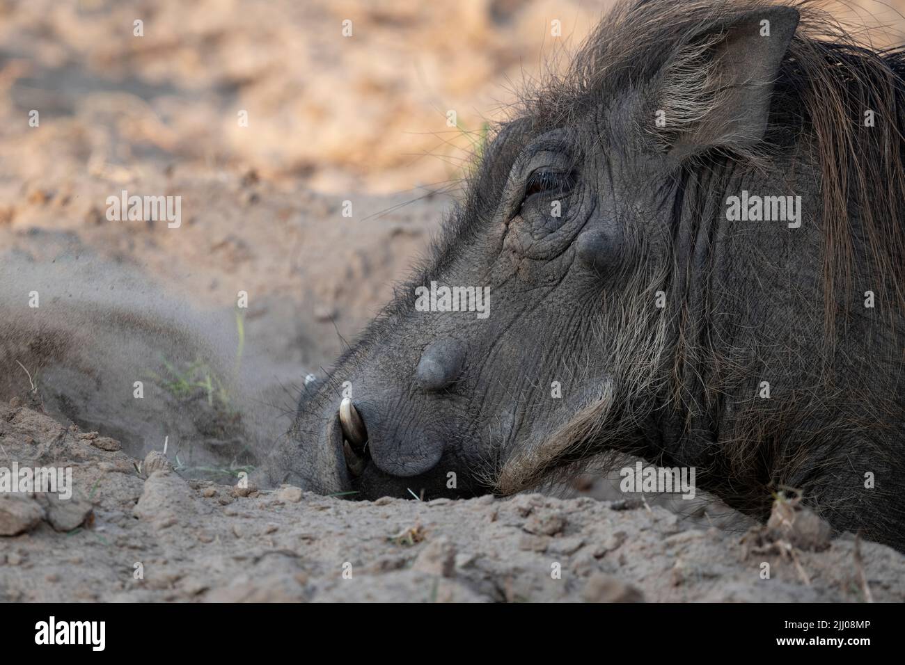Zambia, South Luangwa National Park. Warthog (WILD: Phacochoerus africanus) male digging. Stock Photo