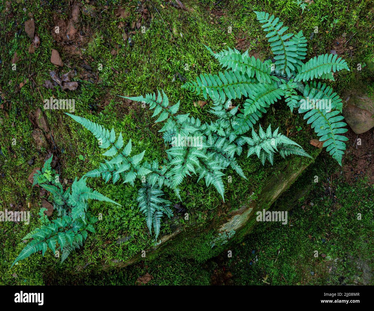 Japanese painted ferns (Athyrium niponicum) and Christmas fern (Polystichum acrostichoides) growing on mossy rocks in Japanese garden in central Virgi Stock Photo