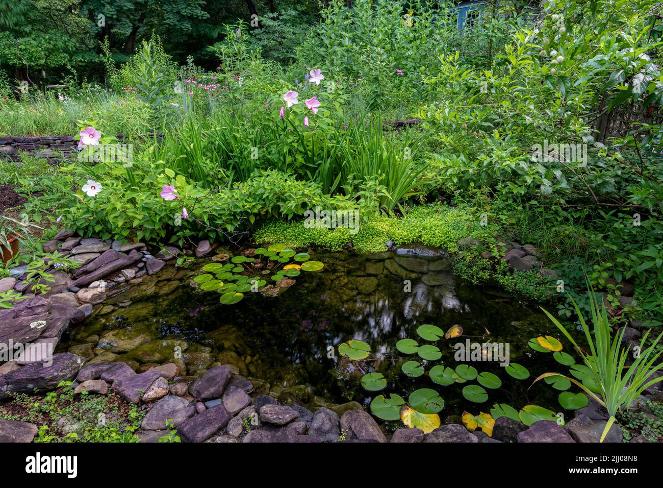 Backyard pond surrounded by native shrubs, wildflowers, and other plants to create a wildlife habitat. Stock Photo