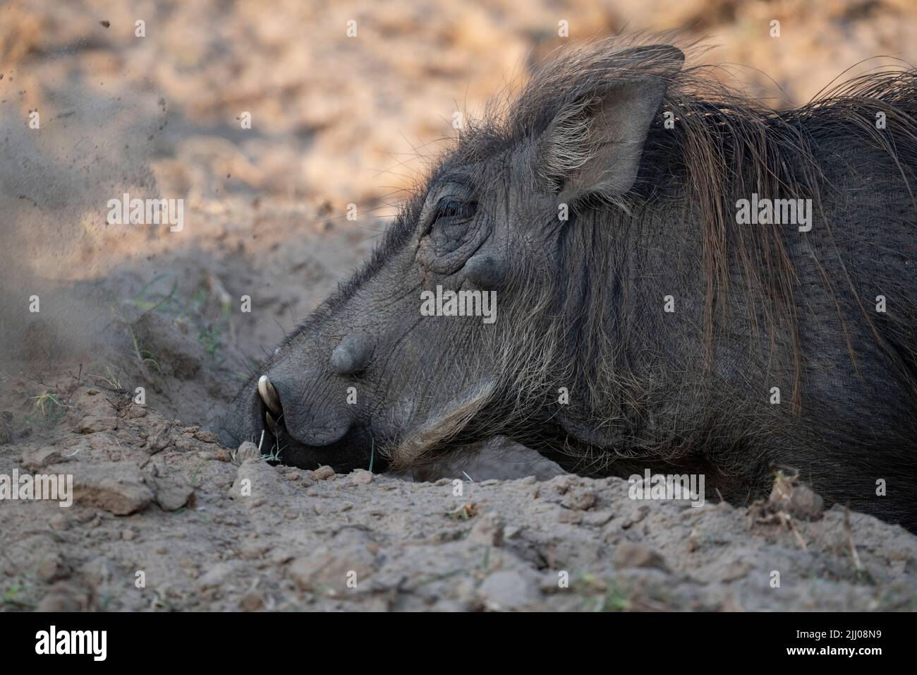 Zambia, South Luangwa National Park. Warthog (WILD: Phacochoerus africanus) male digging. Stock Photo