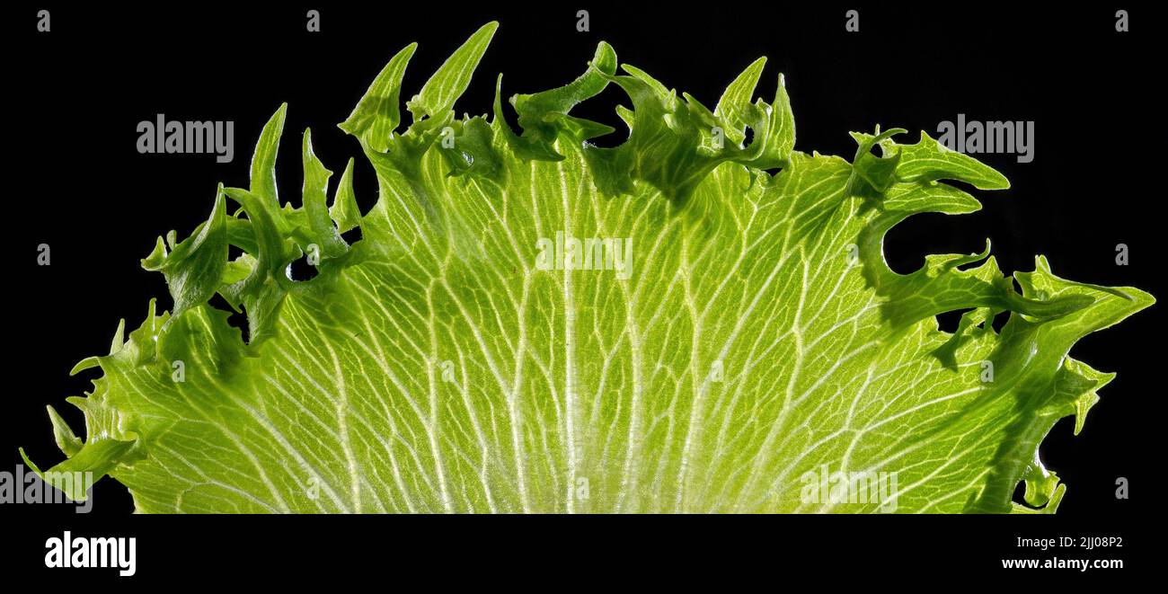 Macro view of edge of leaf of lettuce. Stock Photo