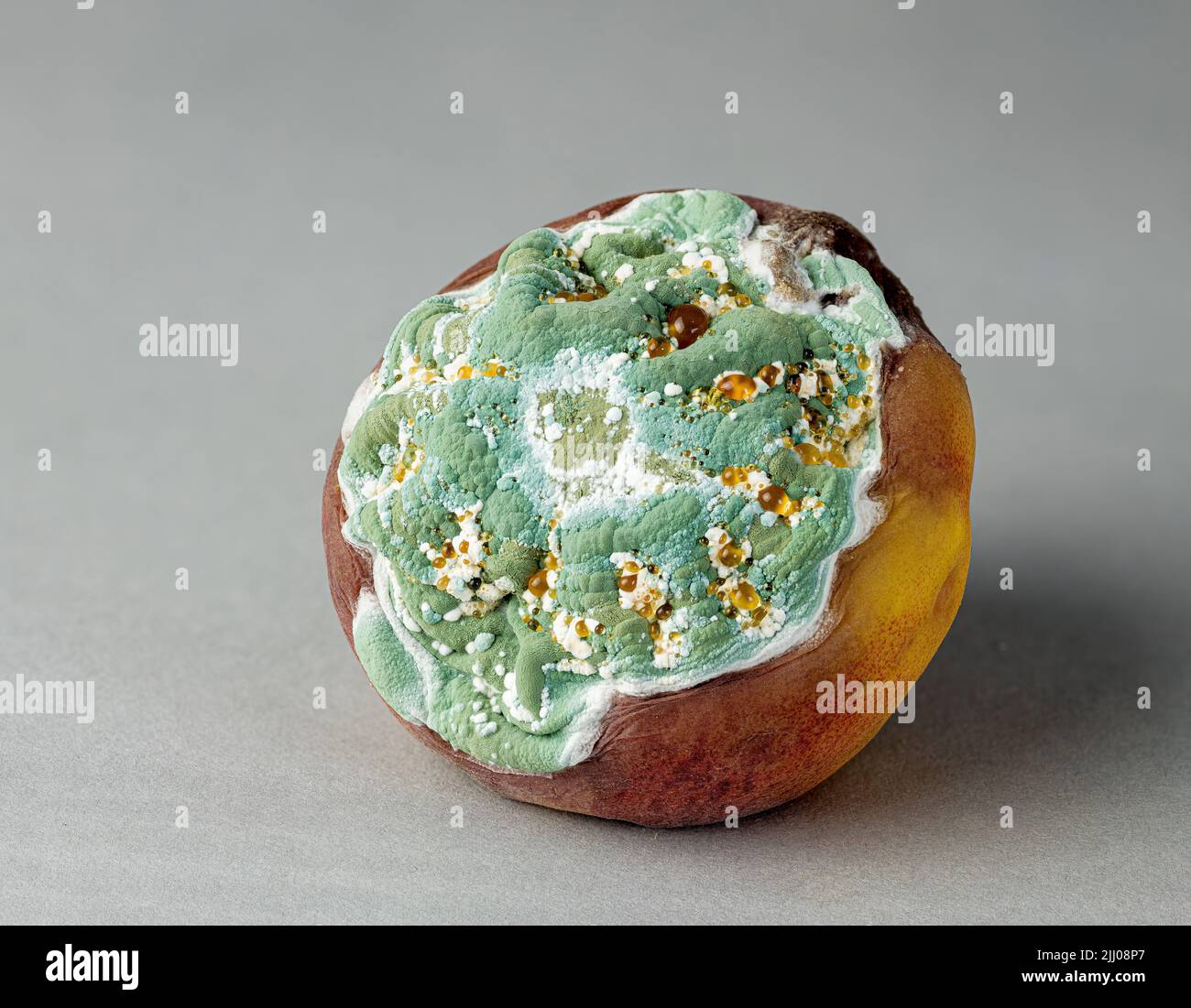 Mold growing on rotting peach. Third in a series of six. Stock Photo