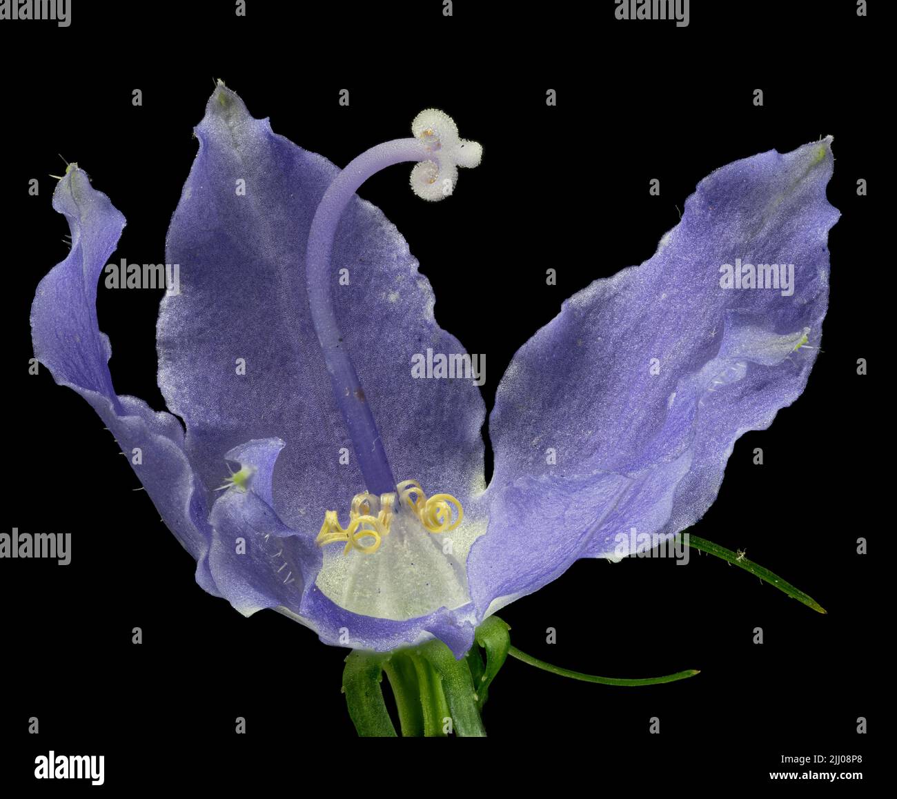 Macro view of single flower of tall bellflower (Campanula americana), a plant native to the eastern half of the U.S. and Canada. Stock Photo