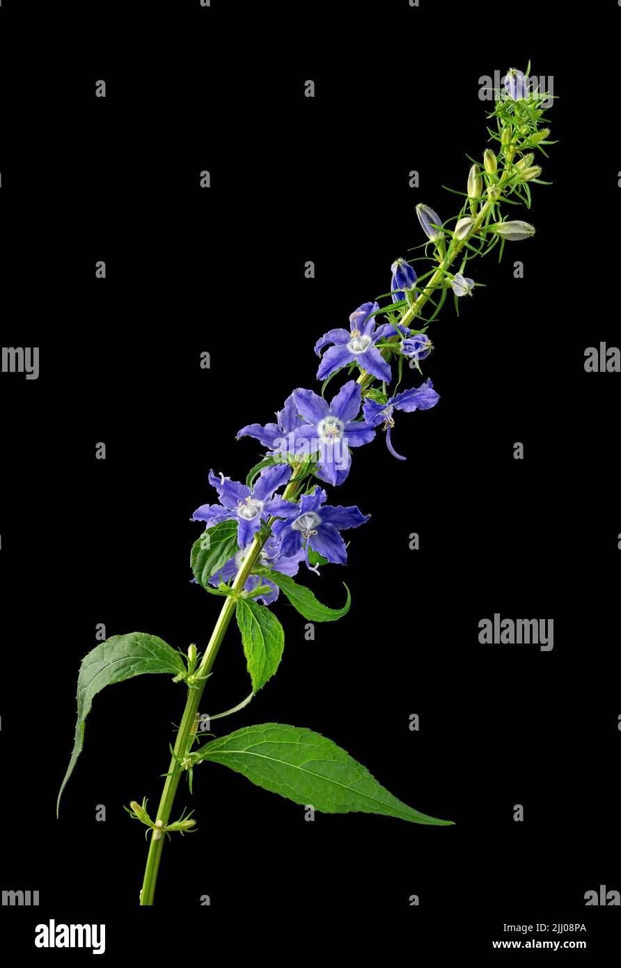 Tall bellflower (Campanula americana) blooming in early summer. Native to eastern half of U.S. and Canada. Stock Photo