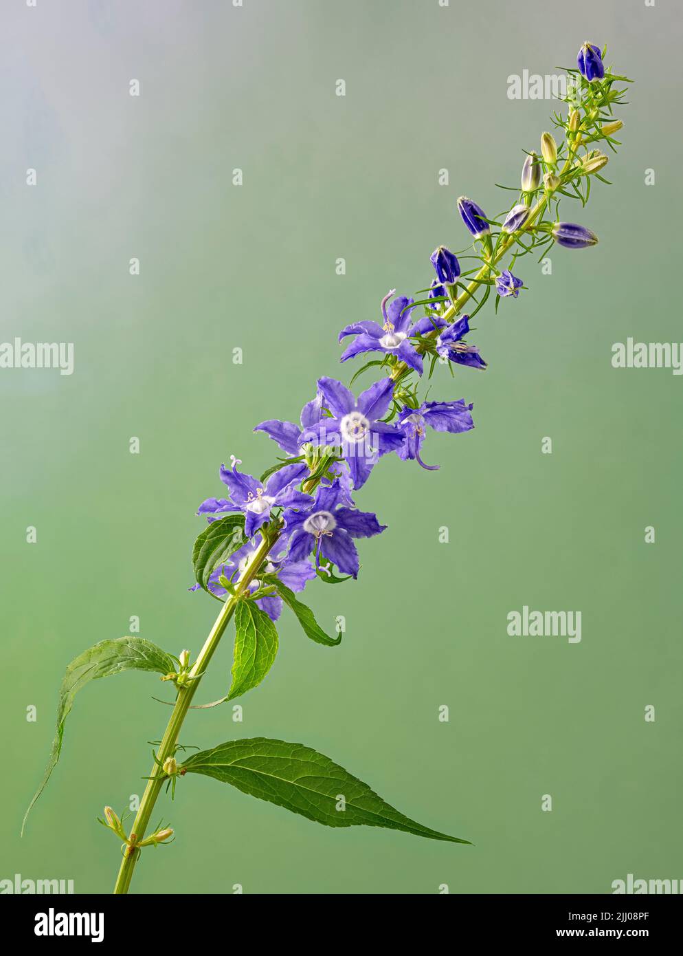 Tall bellflower (Campanula americana) blooming in early summer. Native to eastern half of U.S. and Canada. Stock Photo