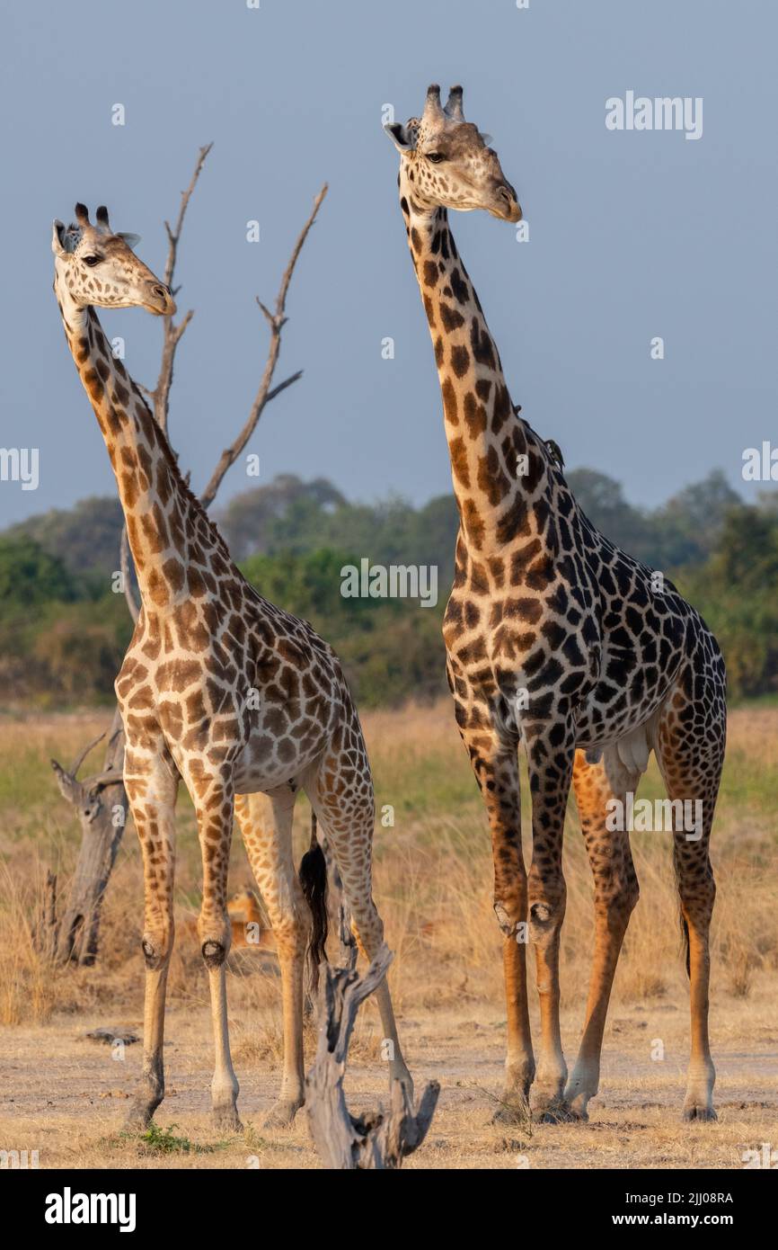 Zambia, South Luangwa National Park. Pair of Thornicroft's giraffe (WILD: Giraffa camelopardalis thornicrofti) endemic to Luangwa. Stock Photo