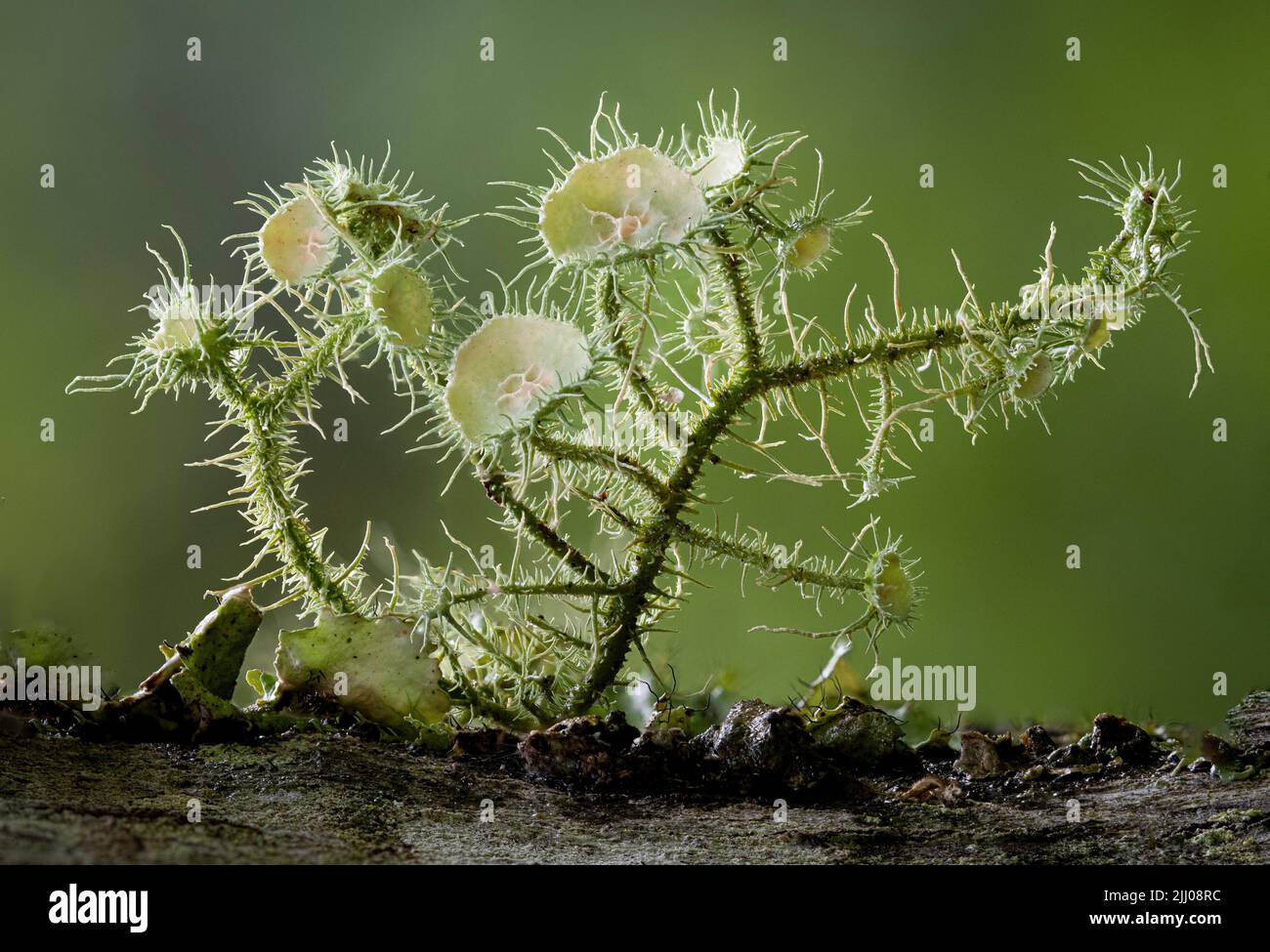 Beard lichen (Usnea sp.) with disclike fruiting bodies (apothecia), growing on bark of tree in central Virginia. Stock Photo