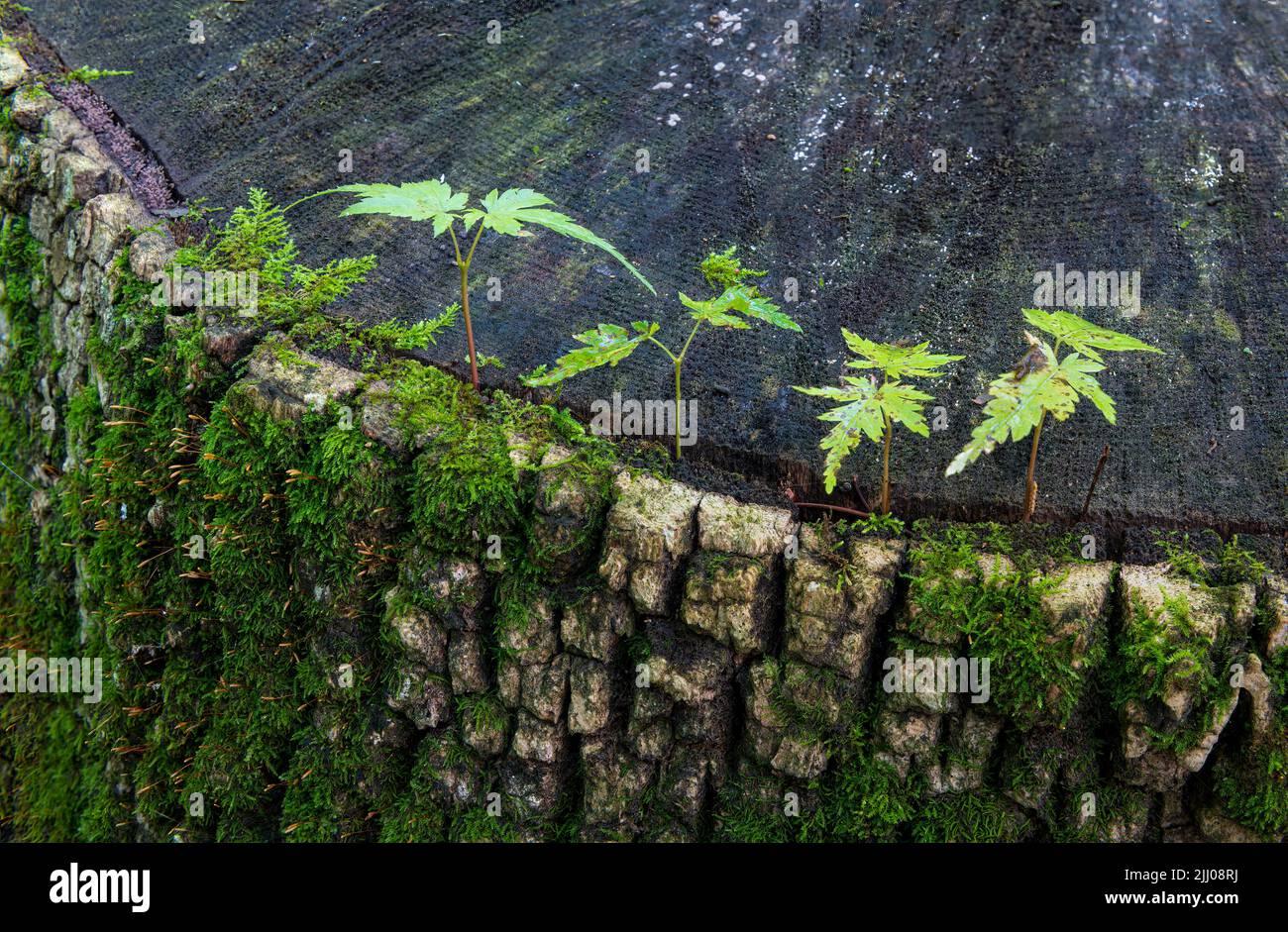 Japanese maple seedlings (Acer palmatum) growing from crack in the stump of an old tree. Stock Photo