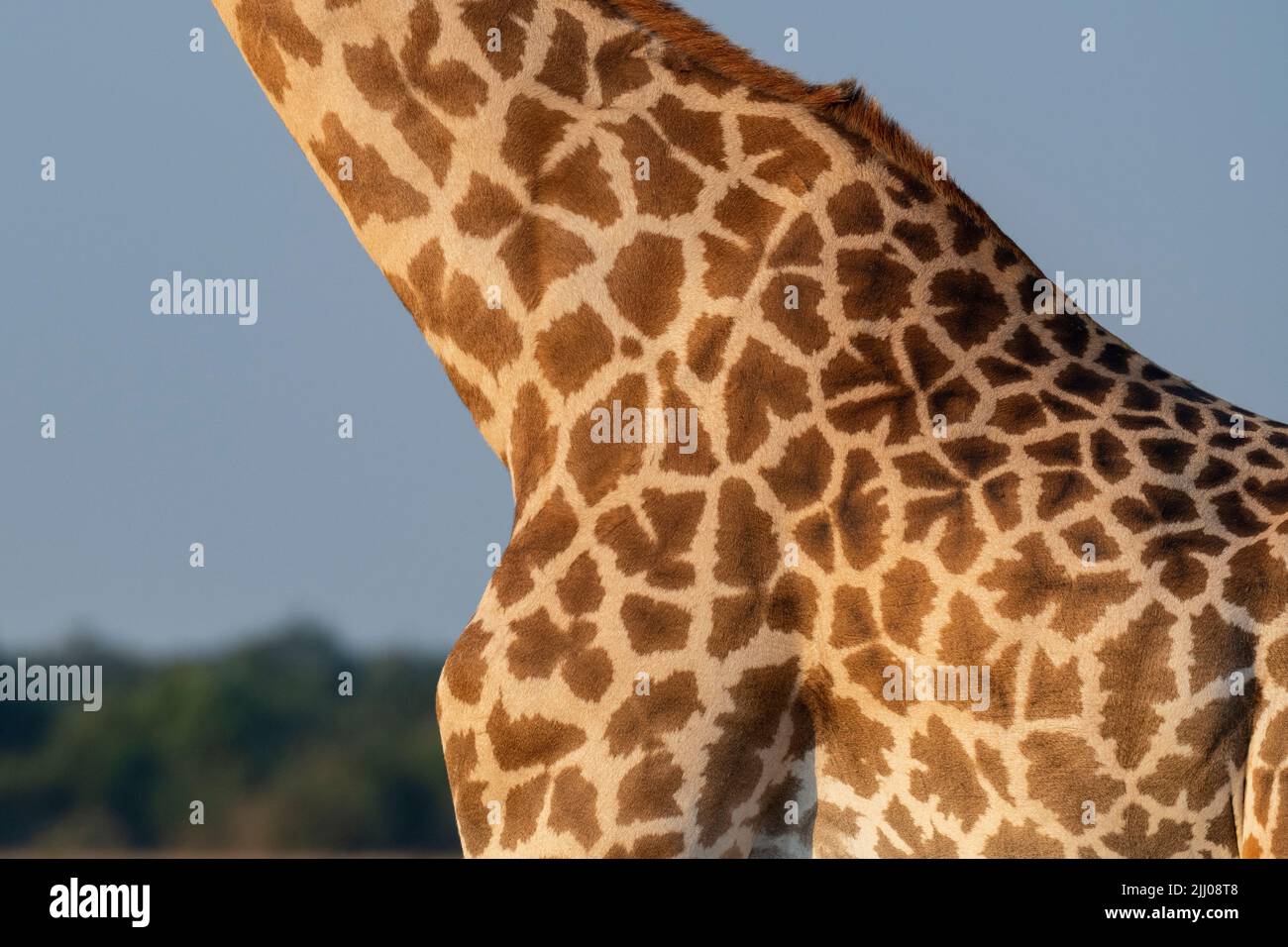 Zambia, South Luangwa National Park. Thornicroft's giraffe (WILD: Giraffa camelopardalis thornicrofti) endemic to Luangwa. Endangered species. Coat pa Stock Photo