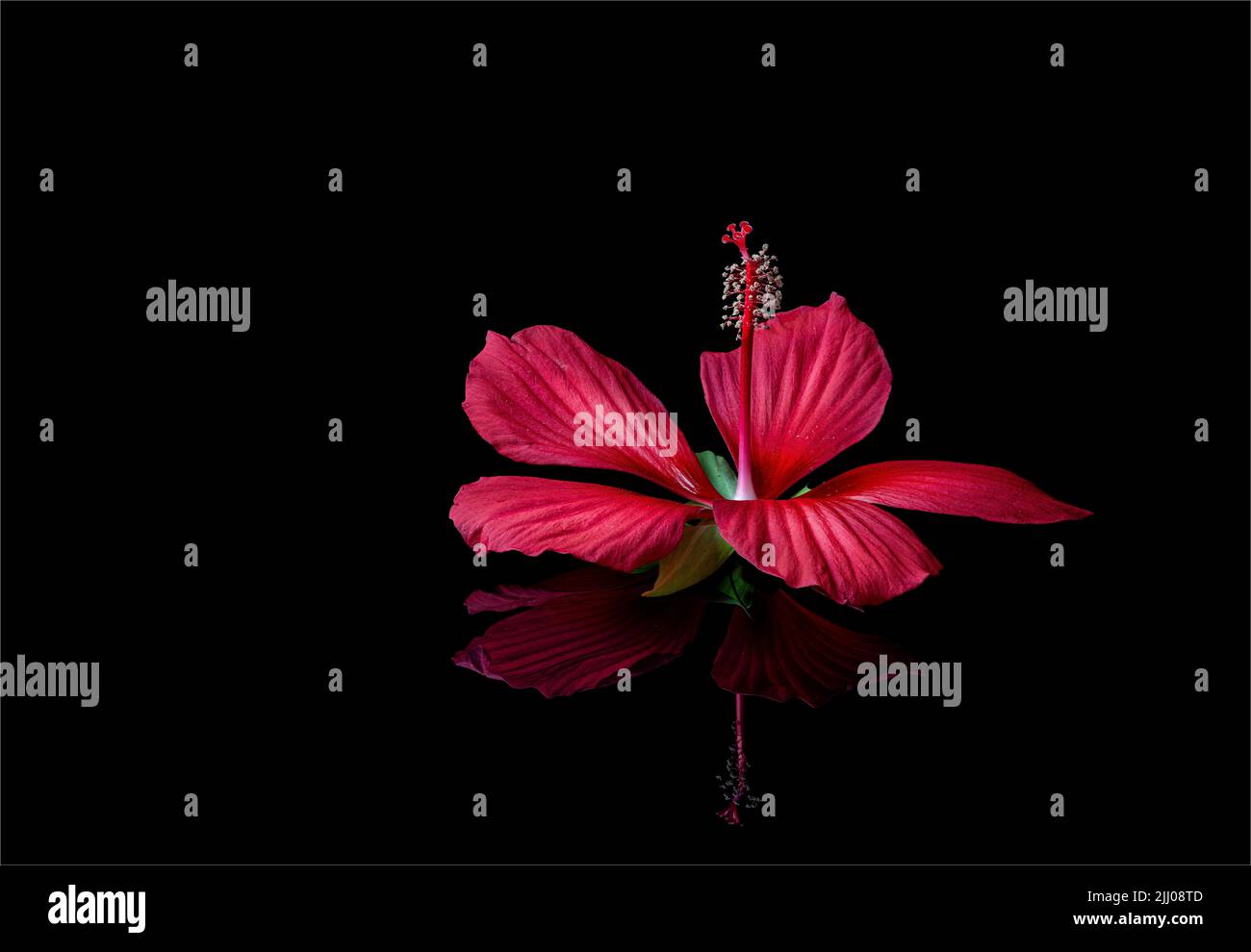 Flower of scarlet rosemallow (Hibiscus coccineus) on reflective surface. Plant is native to the southeastern U.S. Stock Photo