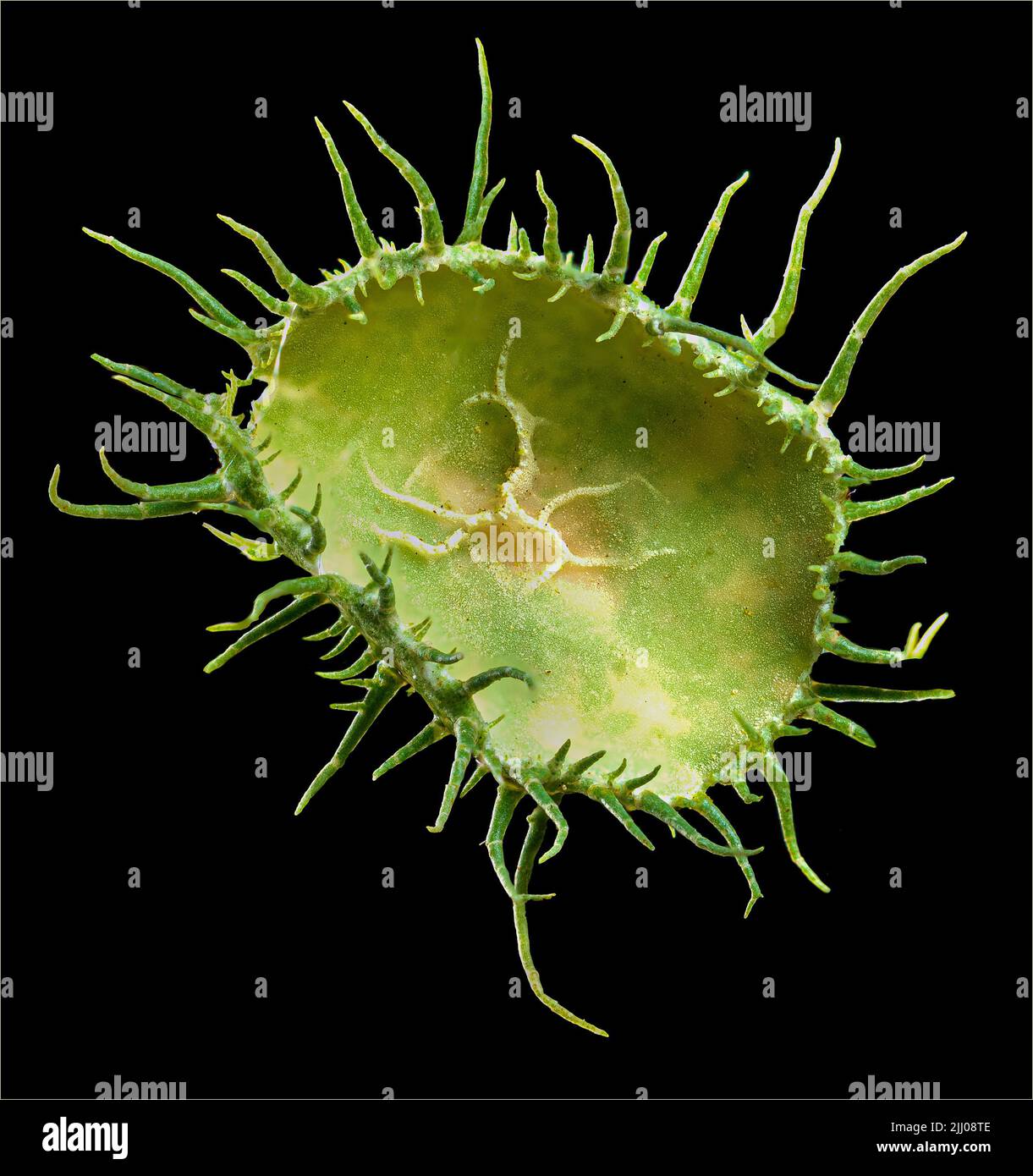 Macro view of fruiting body (apothecia) of beard lichen (Usnea sp.) Stock Photo