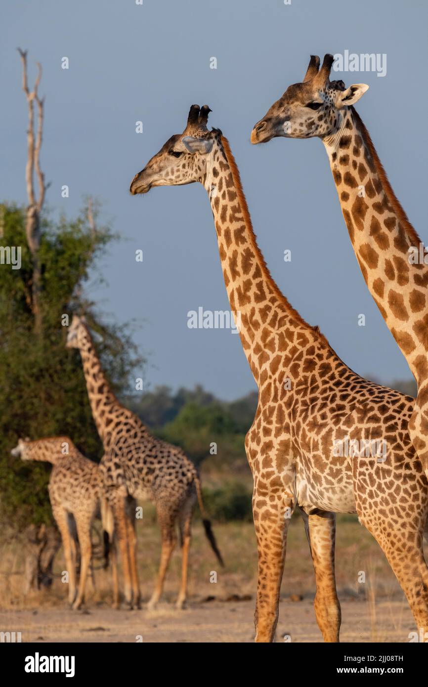 Zambia, South Luangwa National Park. Herd Thornicroft's giraffe (WILD: Giraffa camelopardalis thornicrofti) endemic to Luangwa. Endangered species. Stock Photo