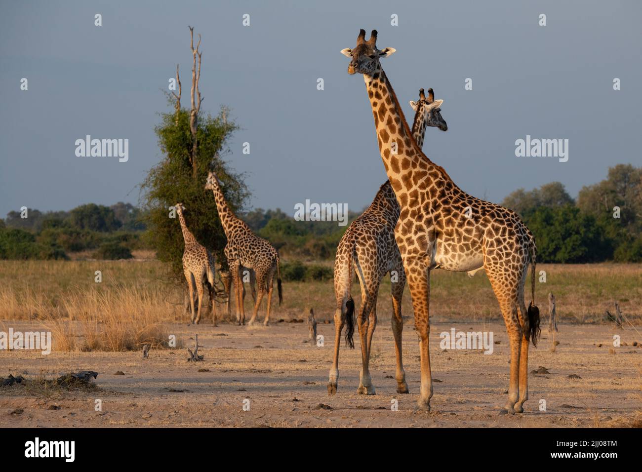 Zambia, South Luangwa National Park. Herd Thornicroft's giraffe (WILD: Giraffa camelopardalis thornicrofti) endemic to Luangwa. Endangered species. Stock Photo