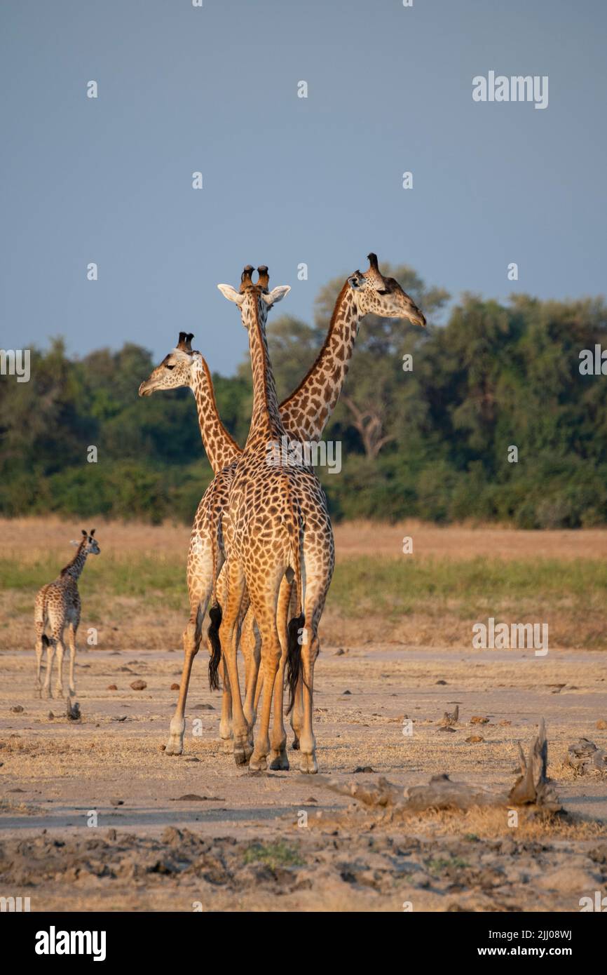 Zambia, South Luangwa National Park. Herd Thornicroft's giraffe with baby (WILD: Giraffa camelopardalis thornicrofti) endemic to Luangwa. Endangered Stock Photo