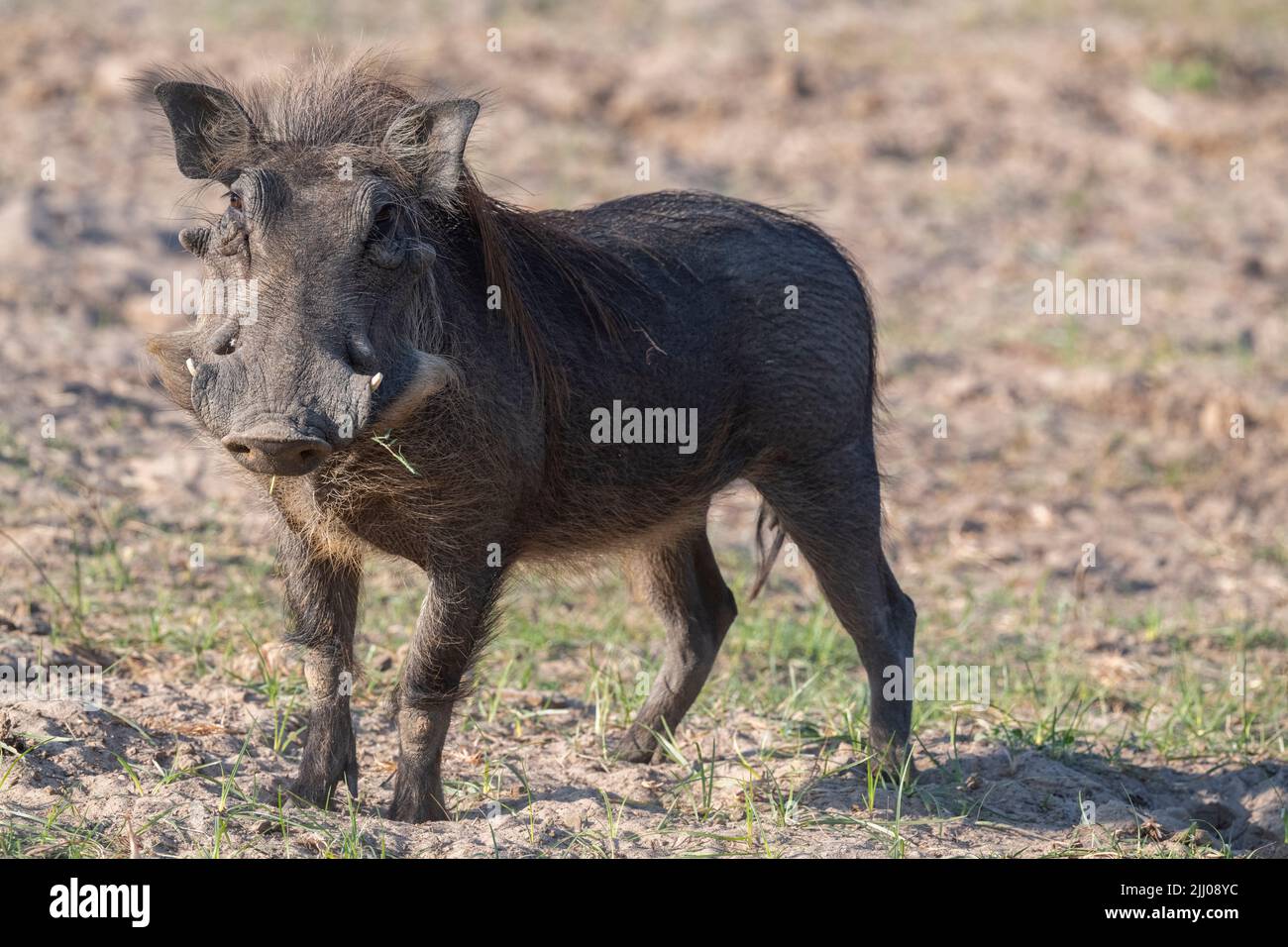 Zambia, South Luangwa National Park. Warthog (WILD: Phacochoerus africanus) male. Stock Photo