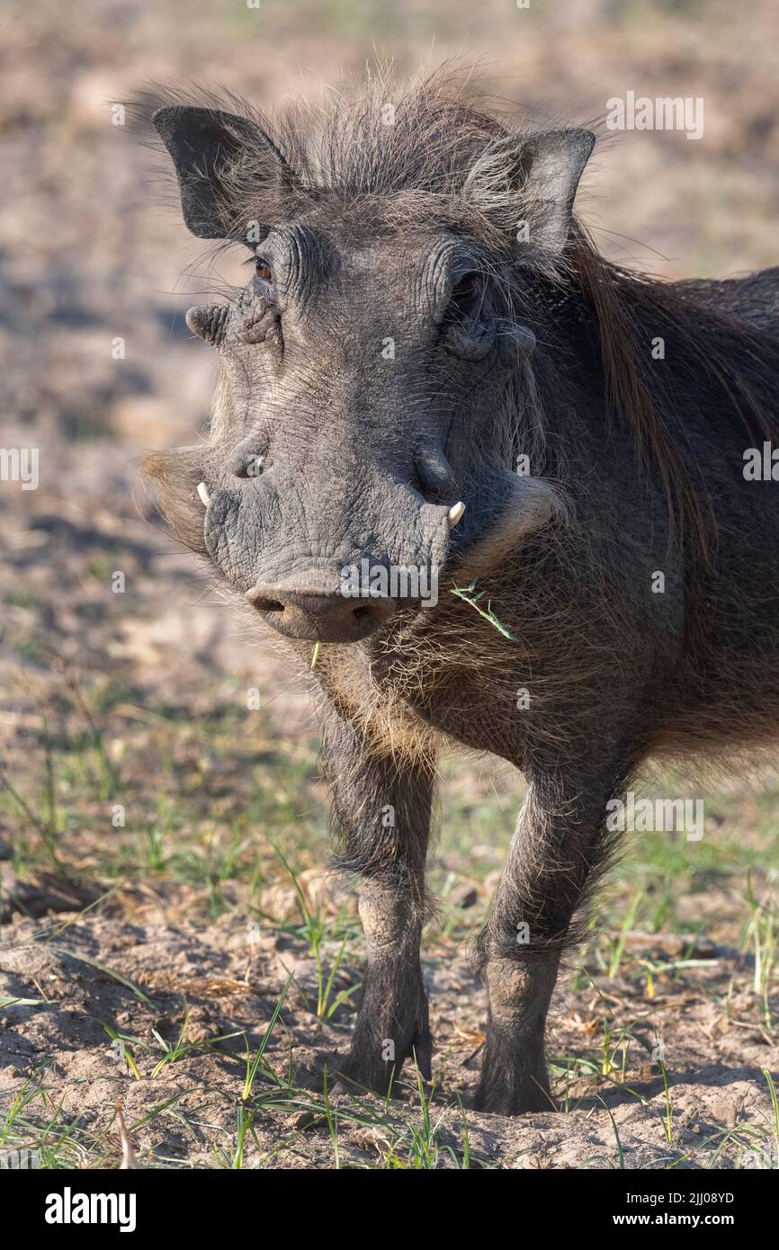 Zambia, South Luangwa National Park. Warthog (WILD: Phacochoerus africanus) male. Stock Photo