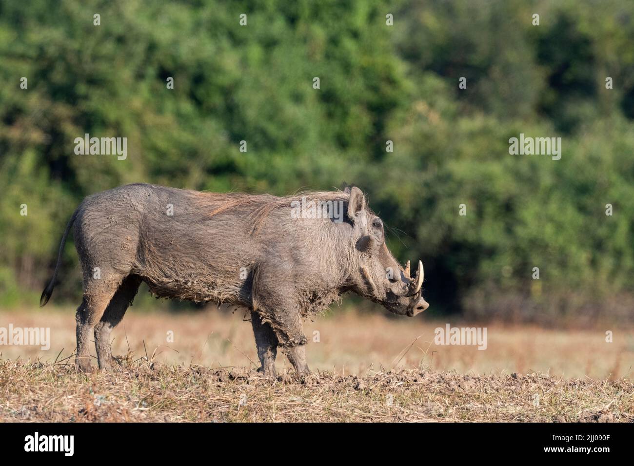 Zambia, South Luangwa National Park. Warthog (WILD: Phacochoerus africanus) large male. Stock Photo