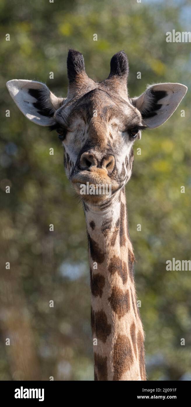 Zambia, South Luangwa National Park. Female Thornicroft's giraffe head detail with crooked smile (WILD: Giraffa camelopardalis thornicrofti) endemic Stock Photo