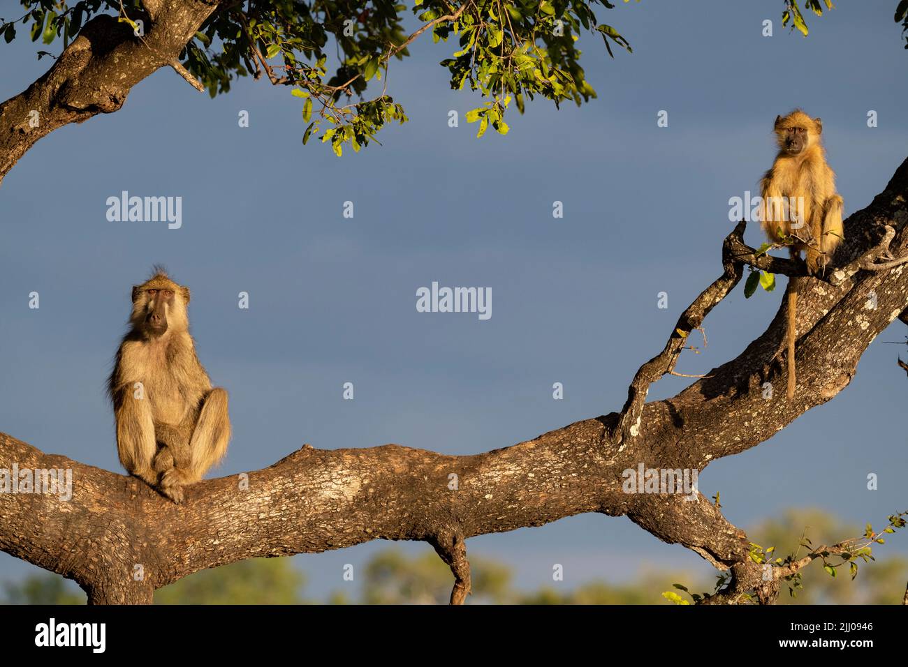Zambia, South Luangwa National Park. Yellow baboons (WILD: Papio cynocephalus) in a tree. Stock Photo