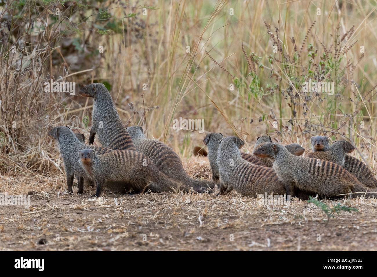 Zambia, South Luangwa National Park. Banded mongoose (Mungos mungo) Stock Photo