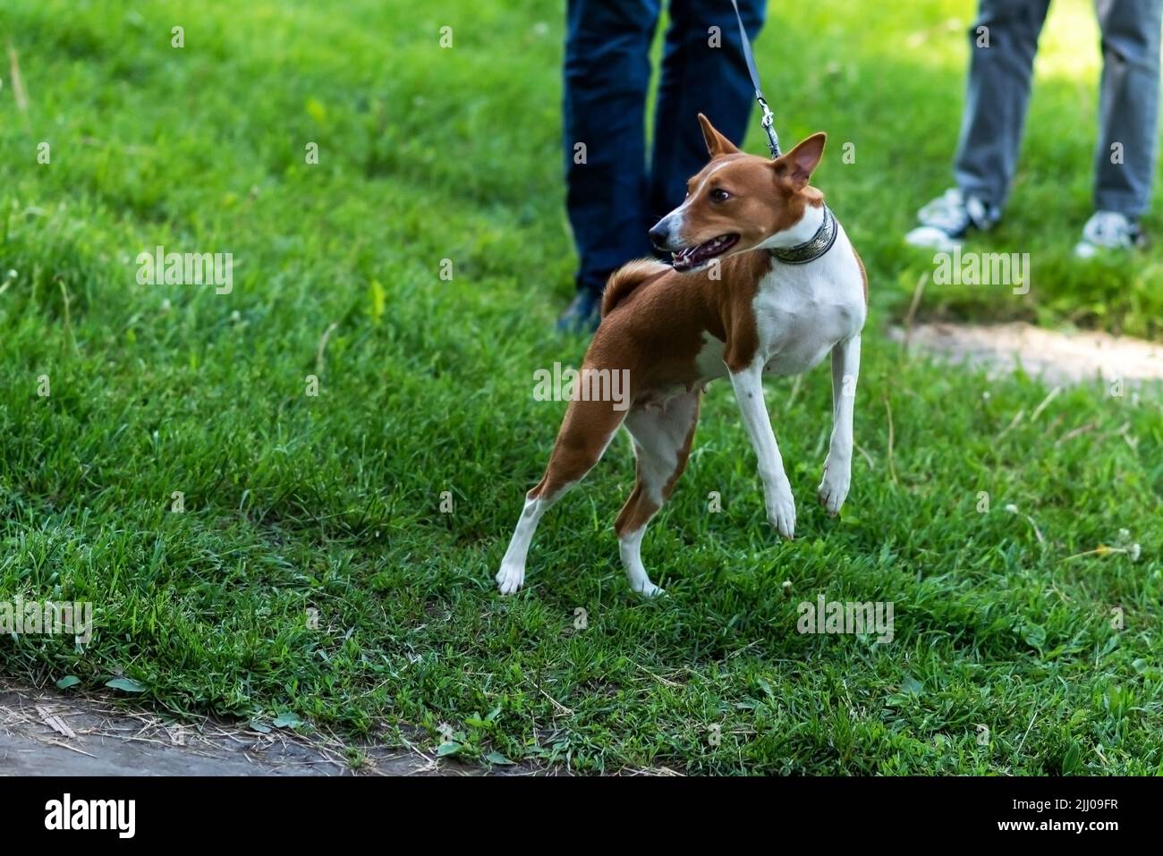 Basenji dog, on the grass, in a collar and with a leash. High quality photo Stock Photo