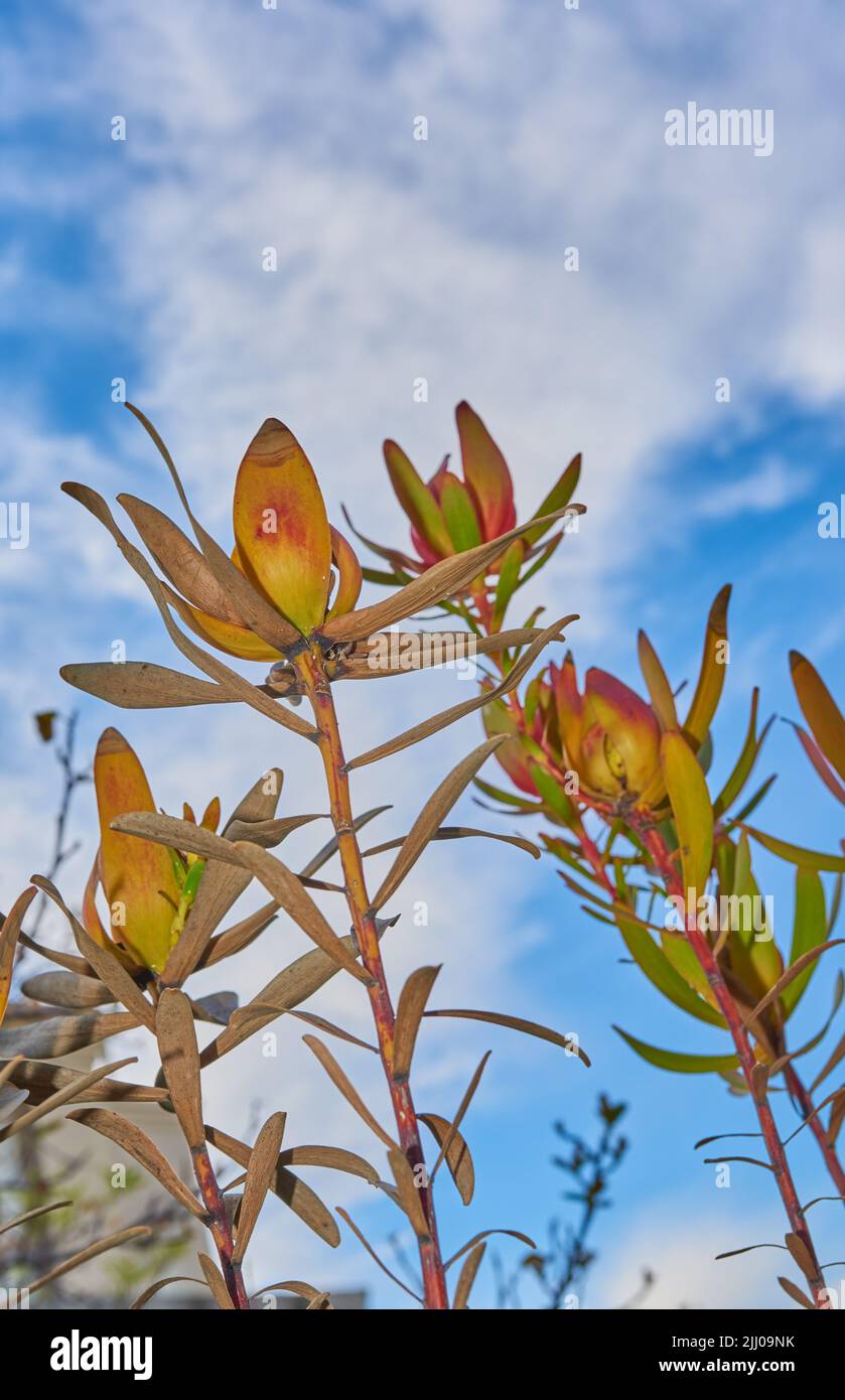 below dry pincushion protea plants on blue cloud sky background with copy space. Indigenous South African flowers with regrowth in early spring in an Stock Photo