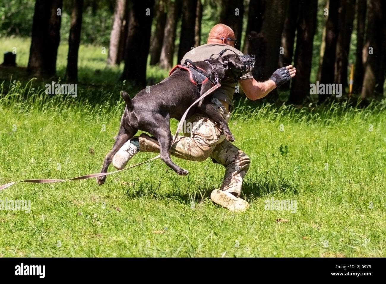 cane corso attack dog