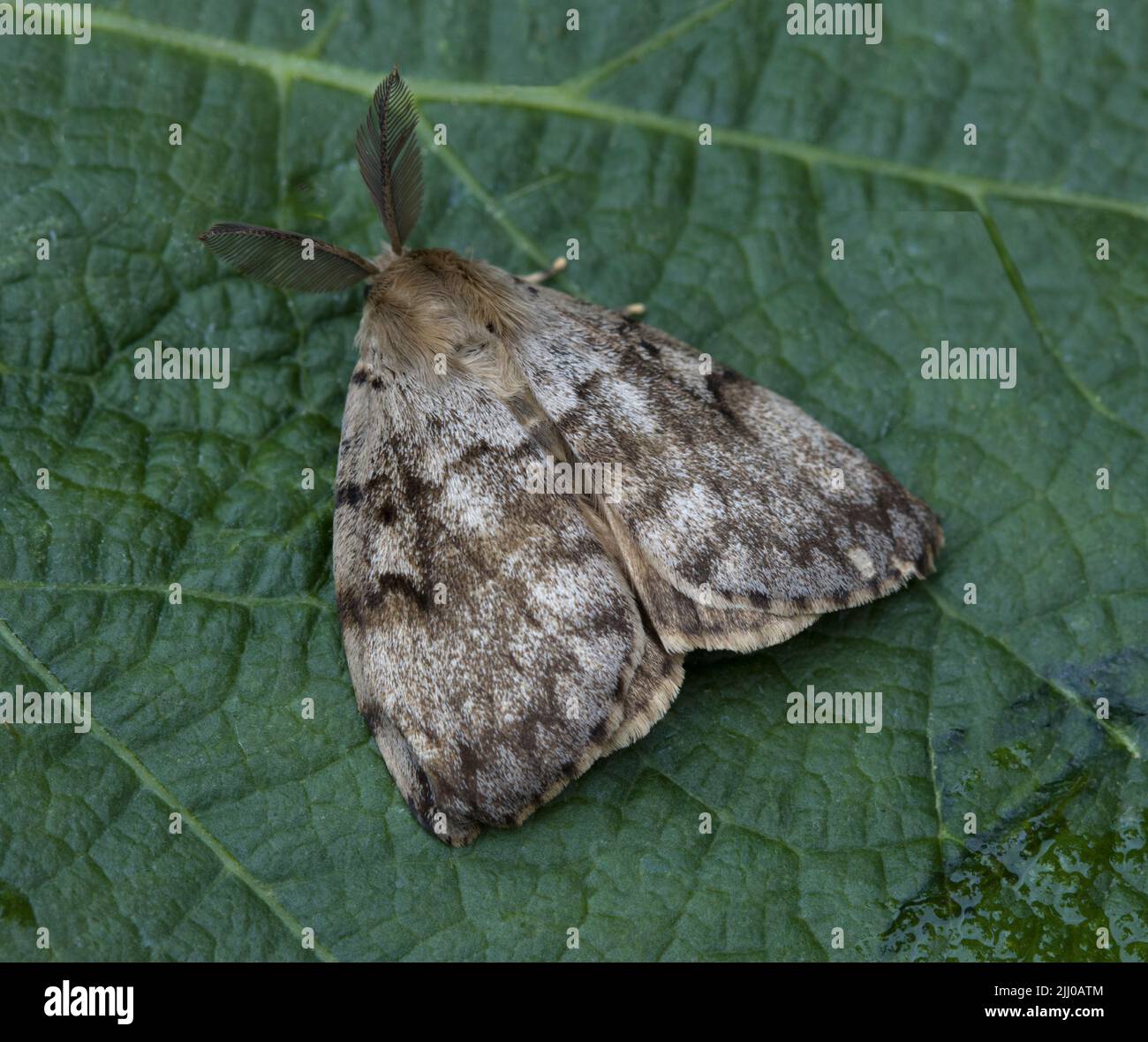 Male Gypsy Moth Lymantria dispar Stock Photo - Alamy
