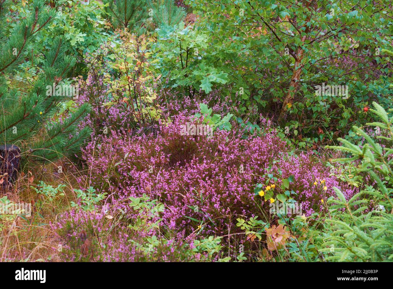 Scotch heather flowers growing in a forest with pine trees and other plant species. Lush green field with various flowering bushes in a garden Stock Photo