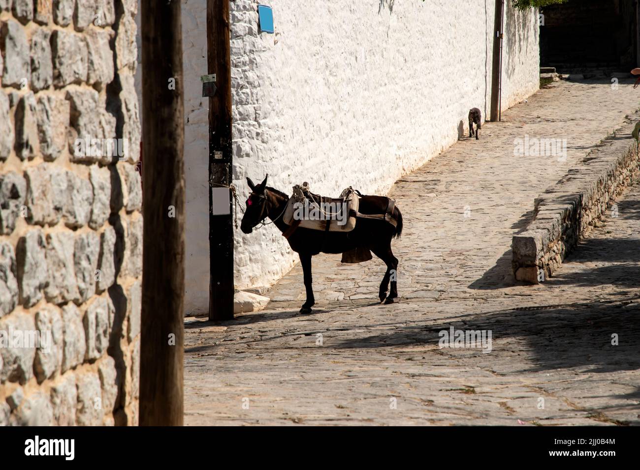 A pack mule in small Mediterranean town street in suny summer day Stock