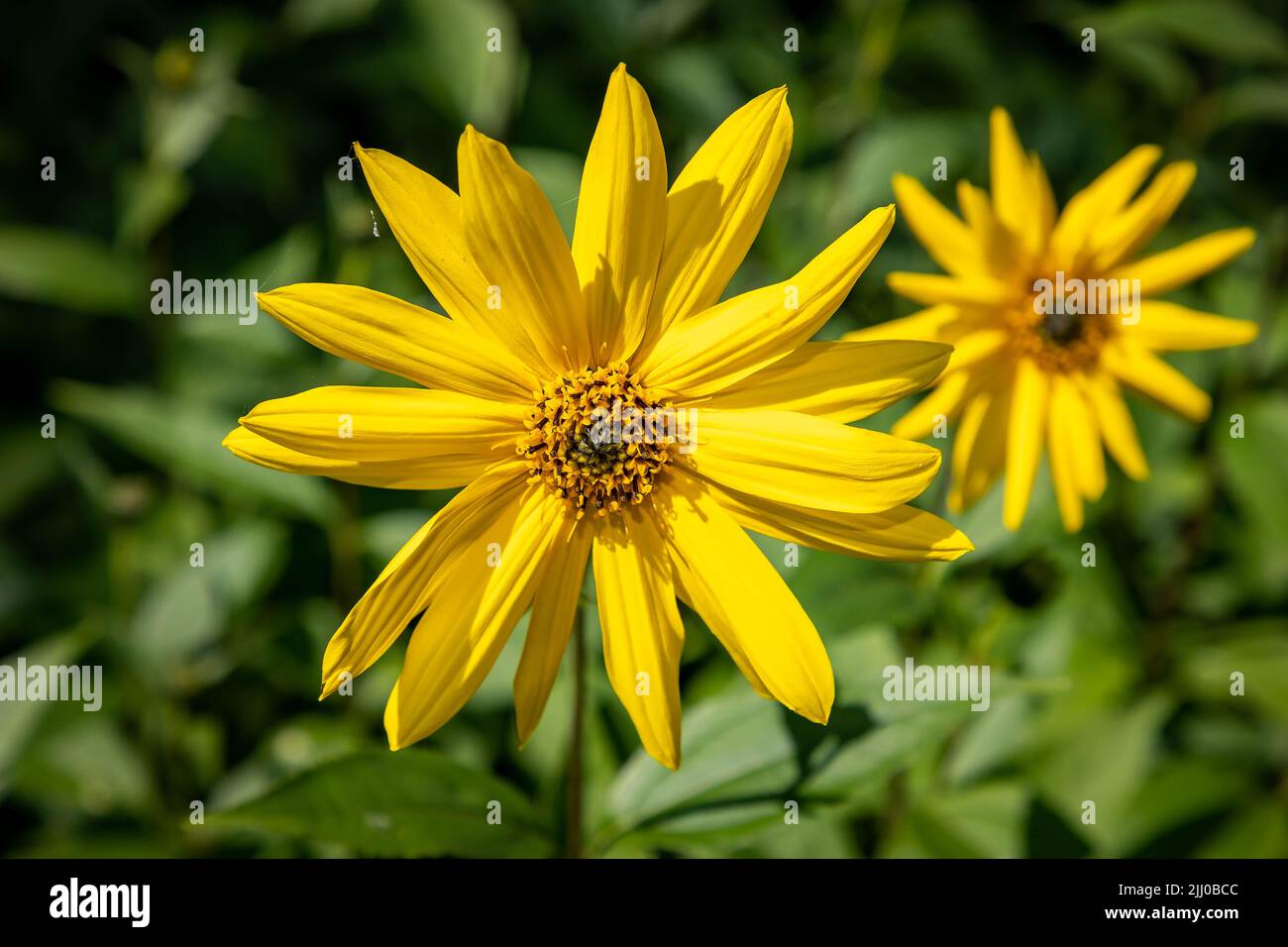 Two yellow flowers in an English country garden Stock Photo