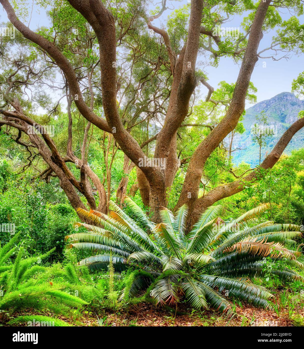 Flowers, plants and trees in Kirstenbosch Botanical Gardens in Cape ...