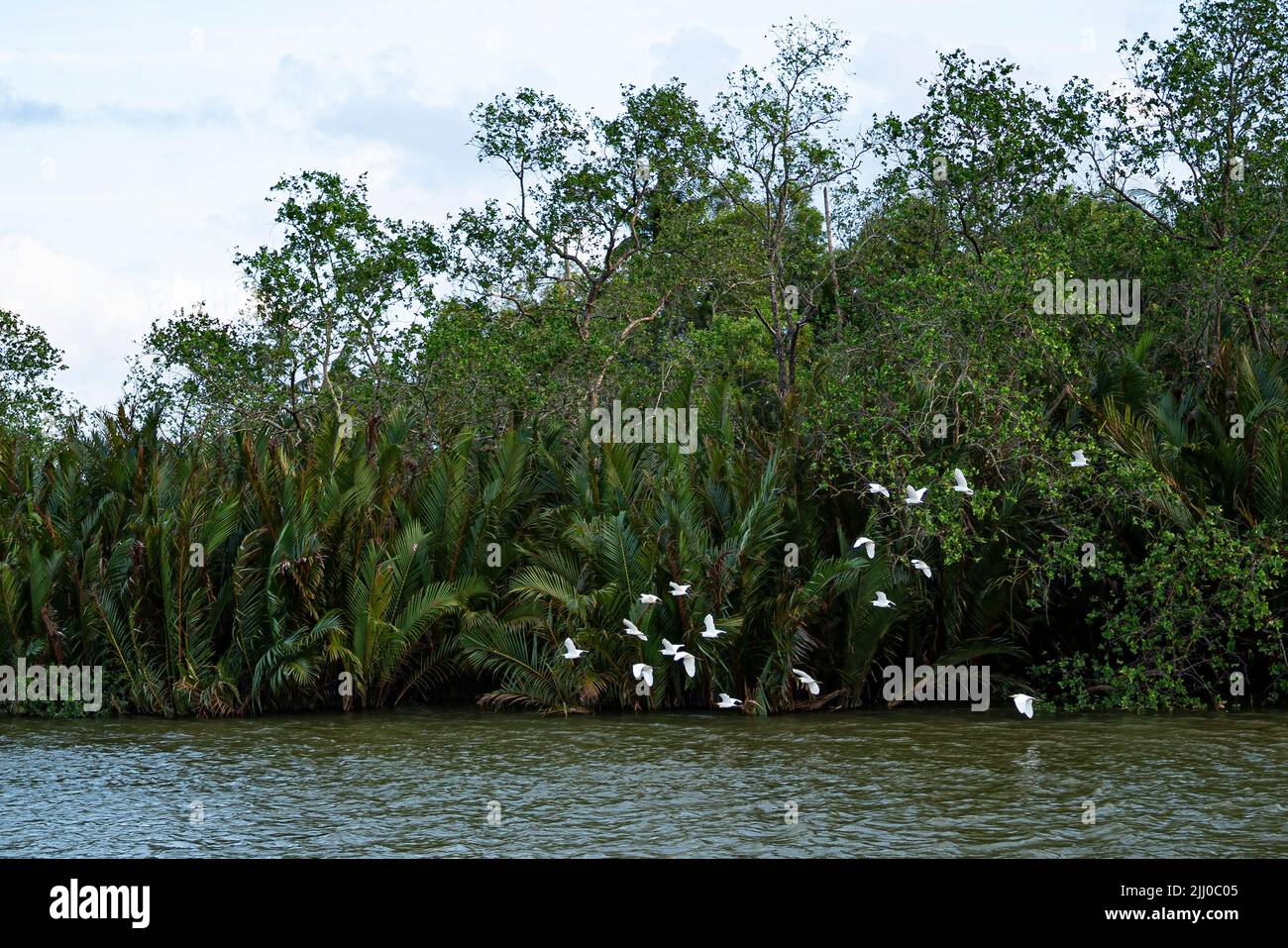 A flock of storks flying low across the river in the evening. Selective focus points. Stock Photo